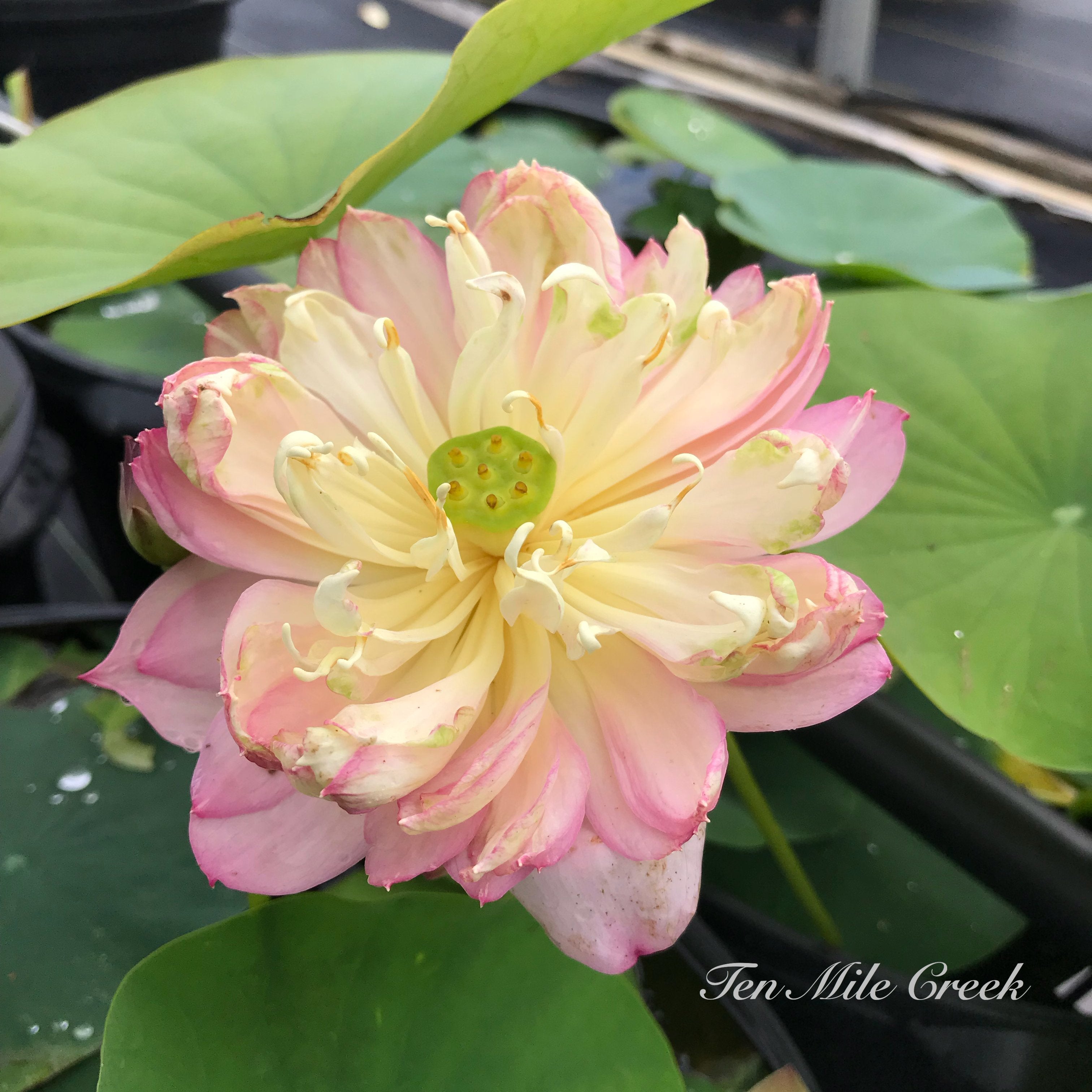 Handsome Hero 13 Lotus - He's a winner! (Bare Root)