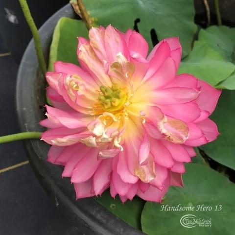 Handsome Hero 13 Lotus - He's a winner! (Bare Root)