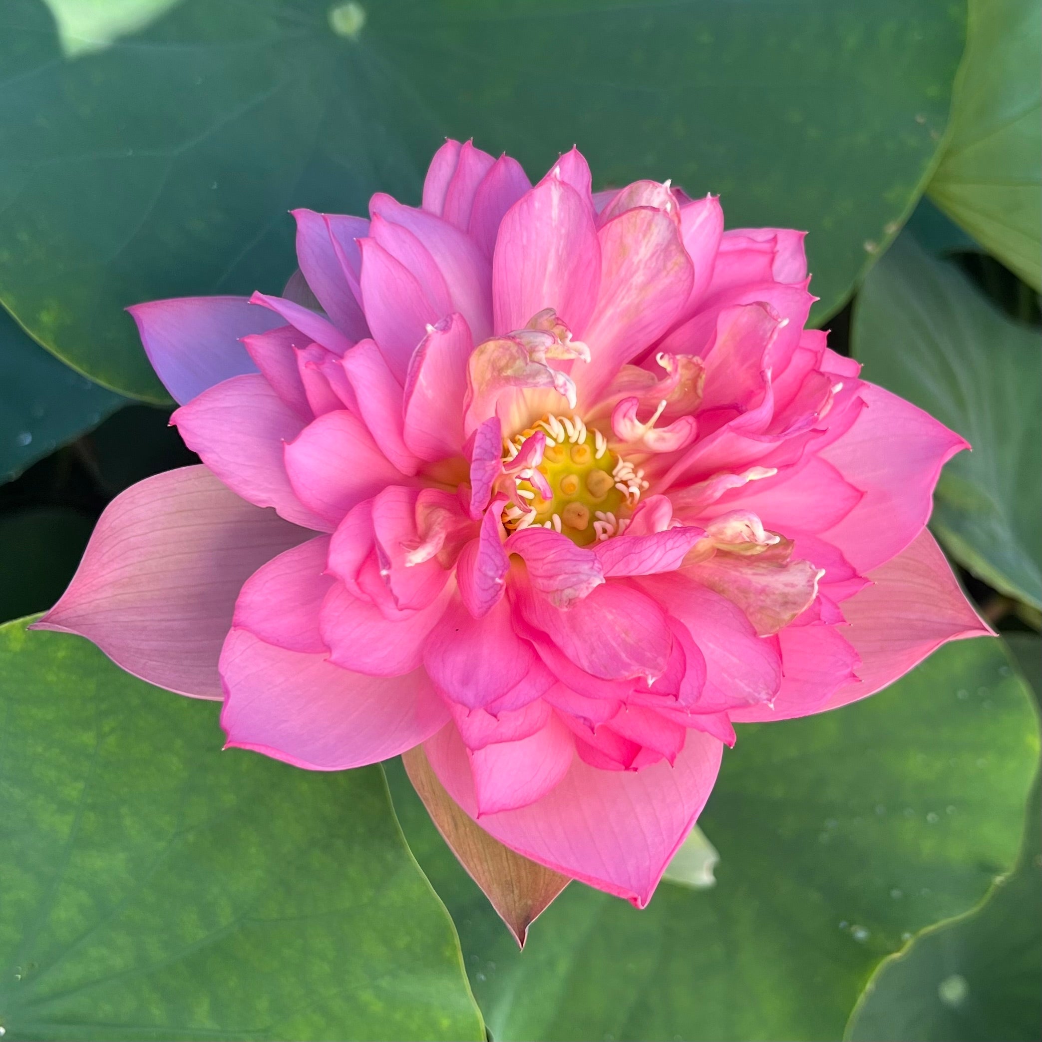 Handsome Hero 13 Lotus - He's a winner! (Bare Root)