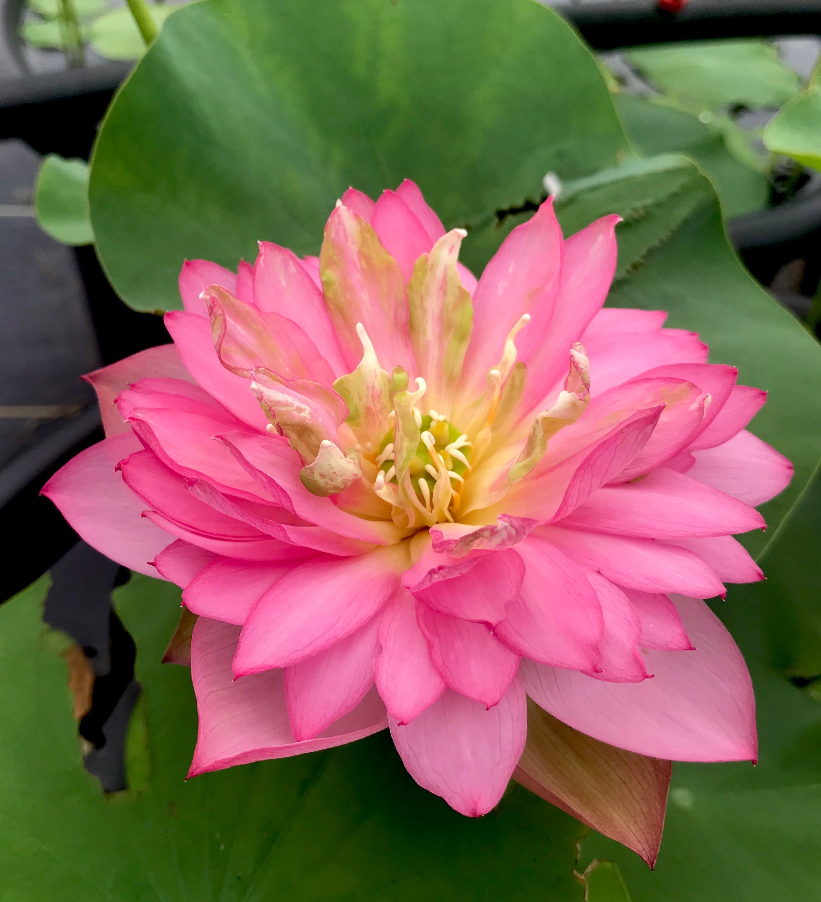 Handsome Hero 13 Lotus - He's a winner! (Bare Root)