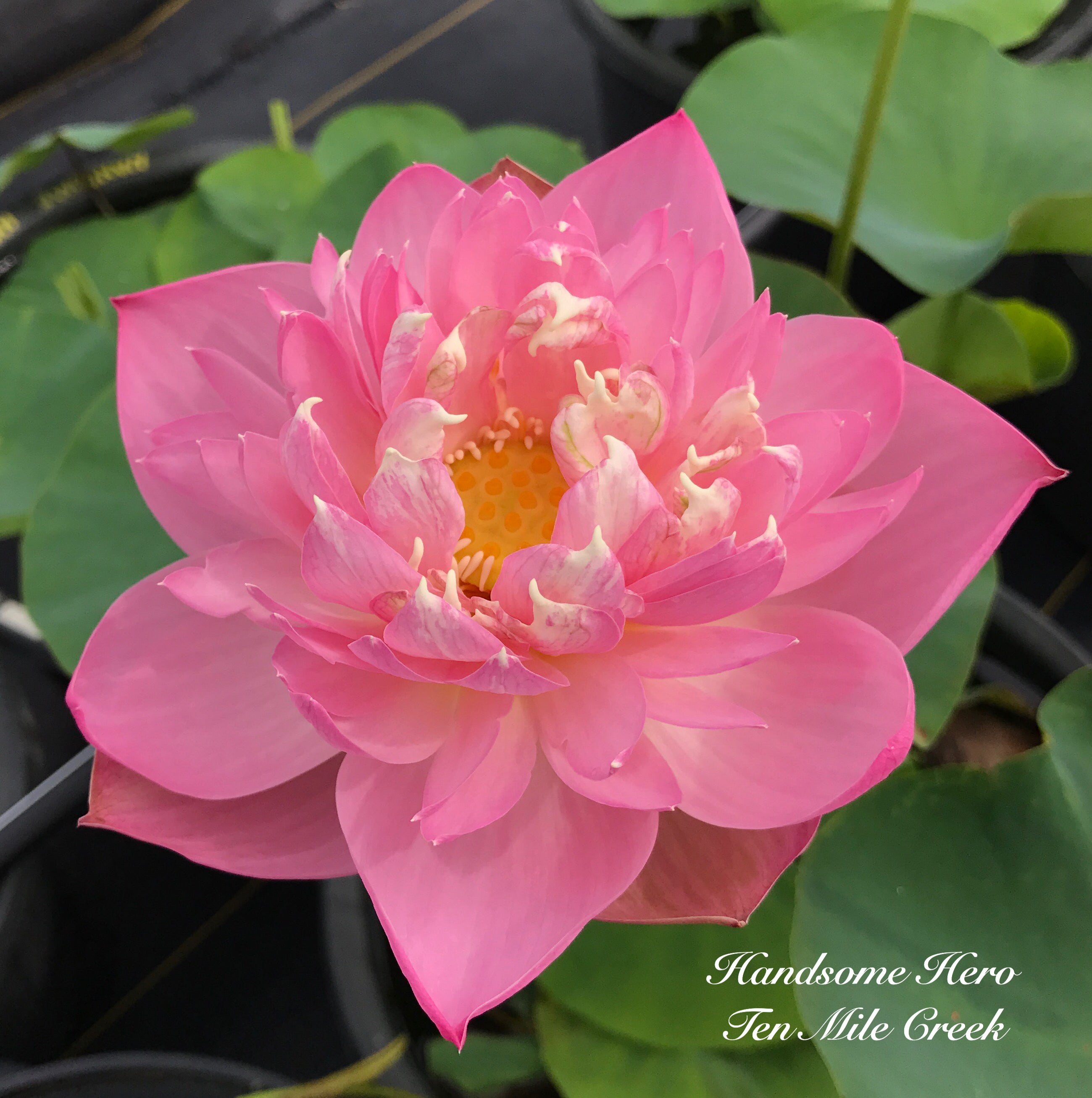 Handsome Hero 13 Lotus - He's a winner! (Bare Root)