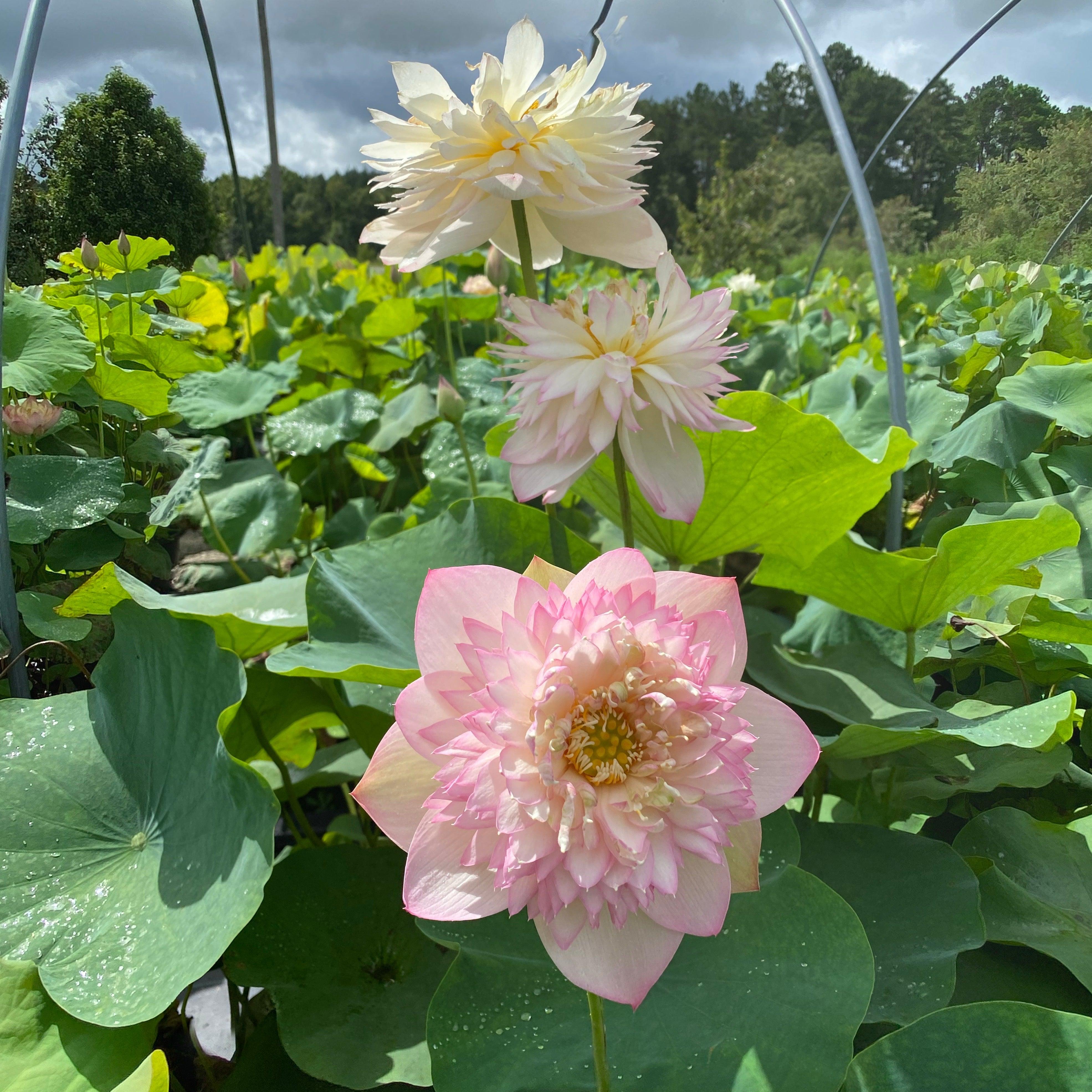 Happy Children -A Blush of Green Lotus (Bare Root) - Play It Koi