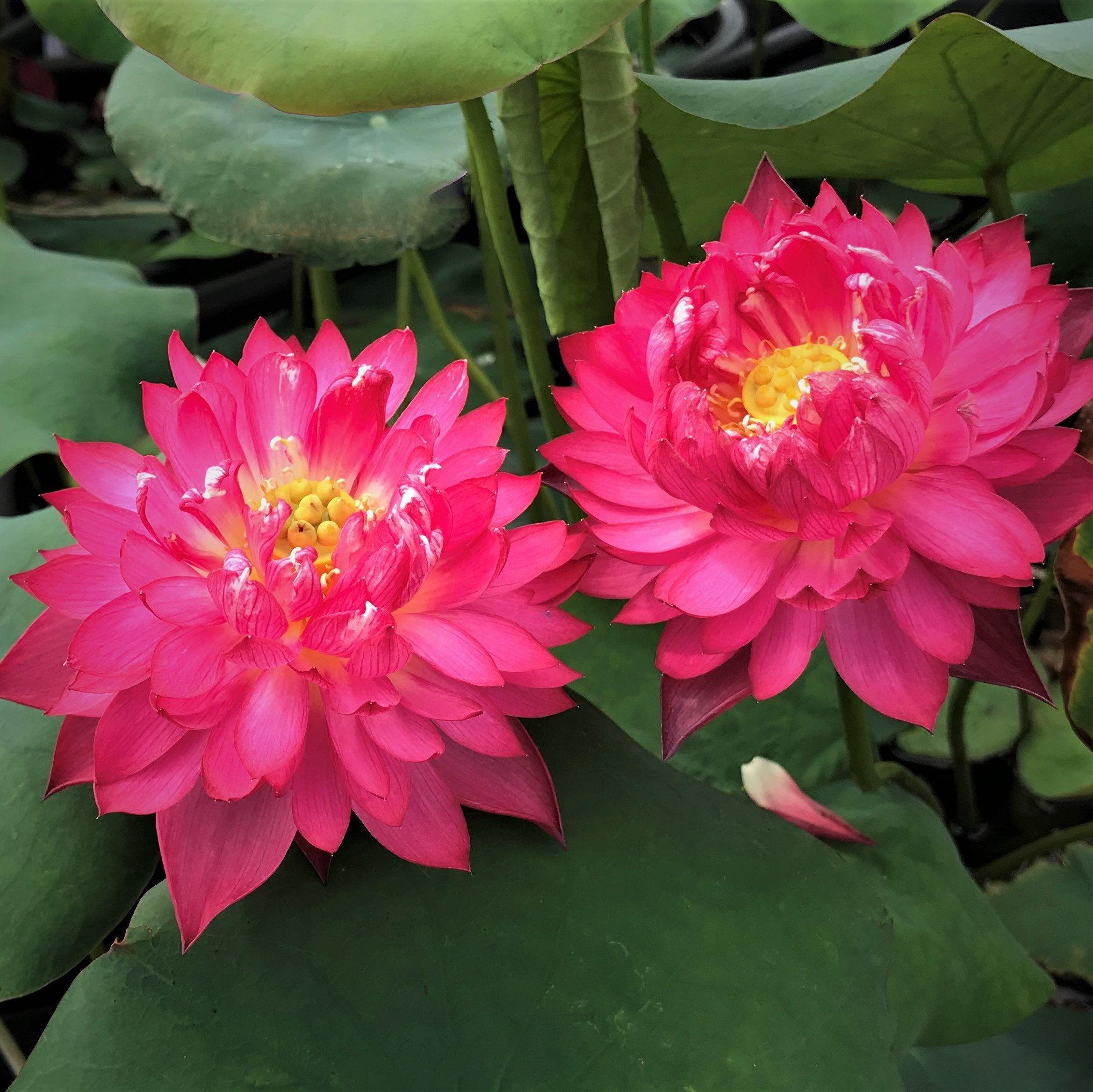 Happy Eyes Lotus (Bare Root) - Play It Koi