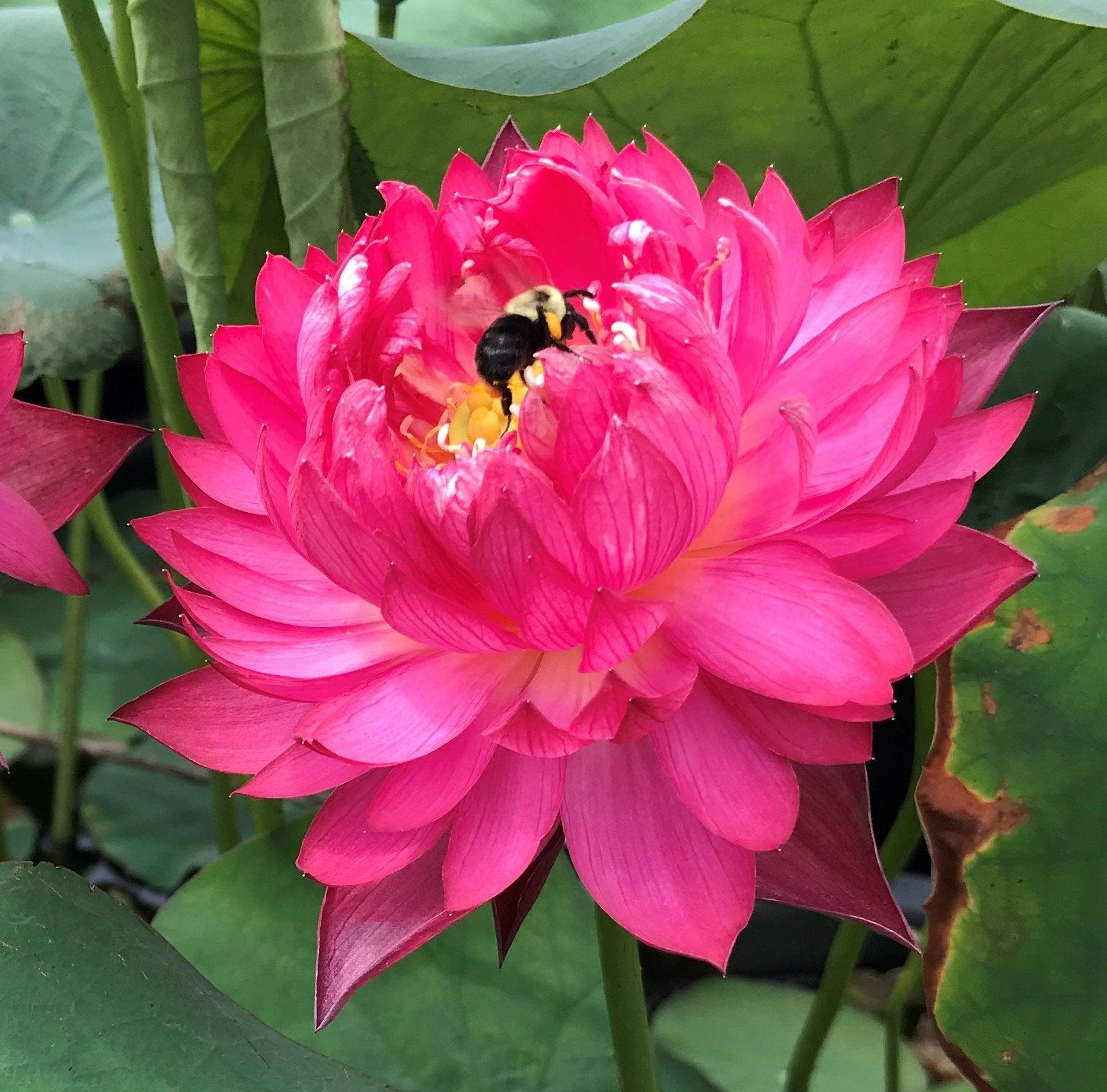 Happy Eyes Lotus (Bare Root) - Play It Koi