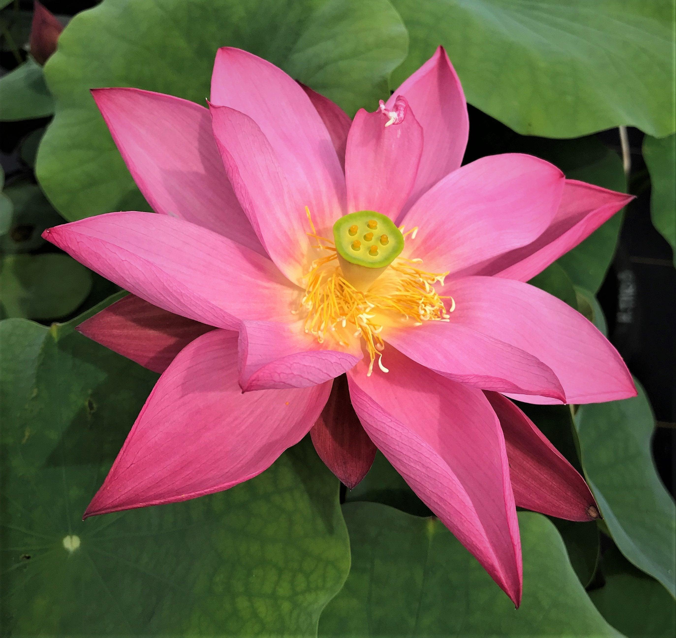 Heartthrob Lotus (Bare Root) - Play It Koi