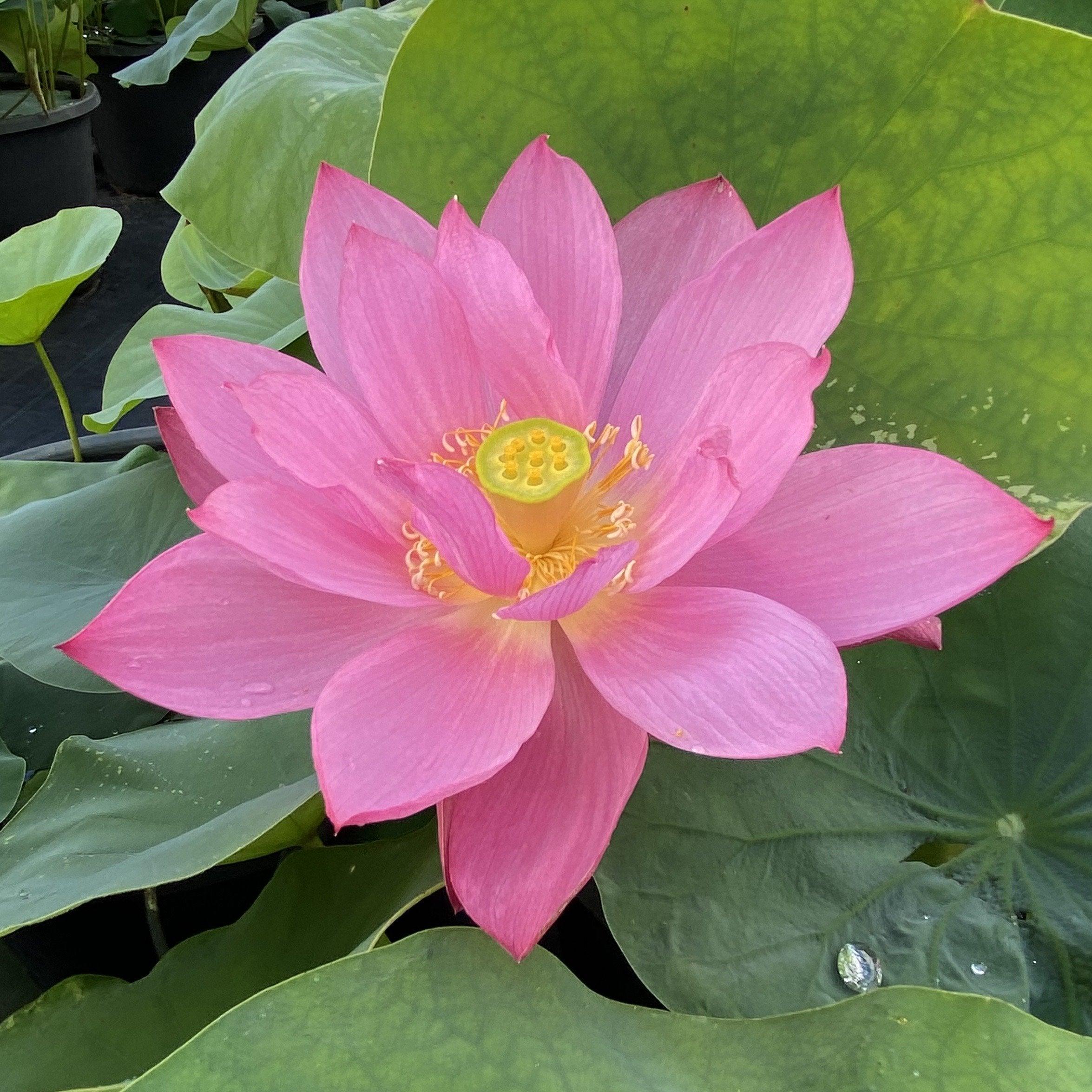 Heartthrob Lotus (Bare Root) - Play It Koi