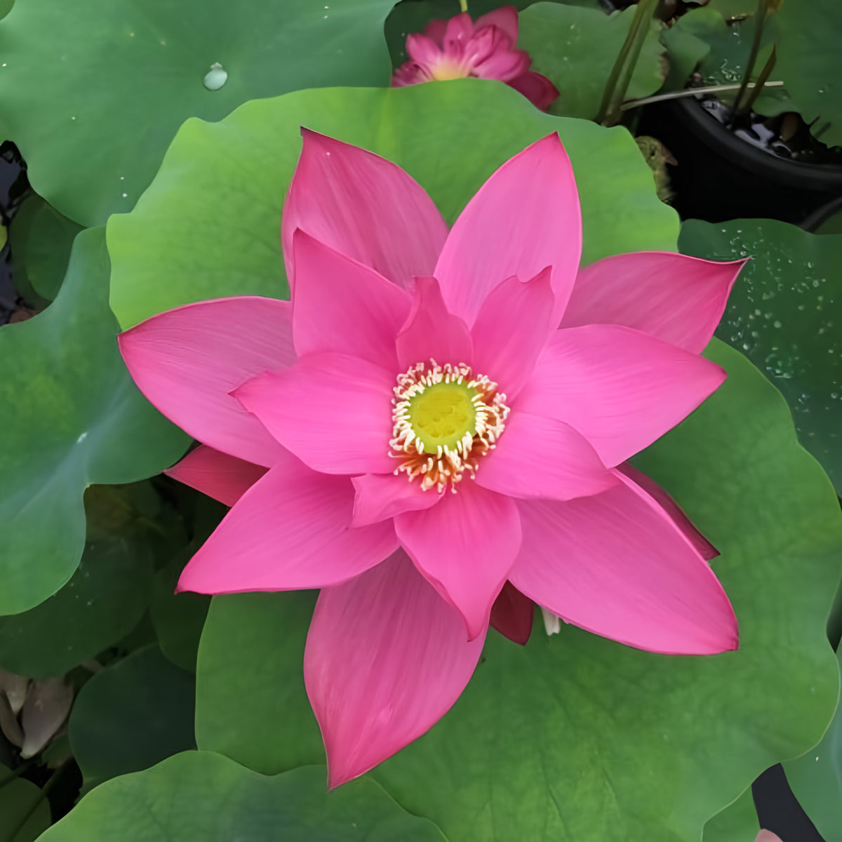Heartthrob Lotus (Bare Root) - Play It Koi