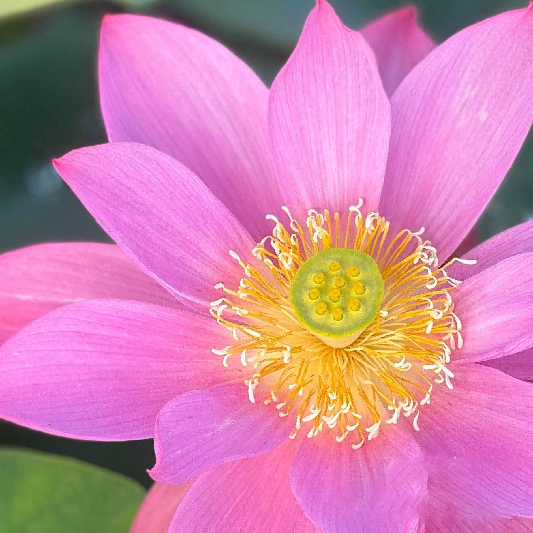 Heartthrob Lotus (Bare Root) - Play It Koi