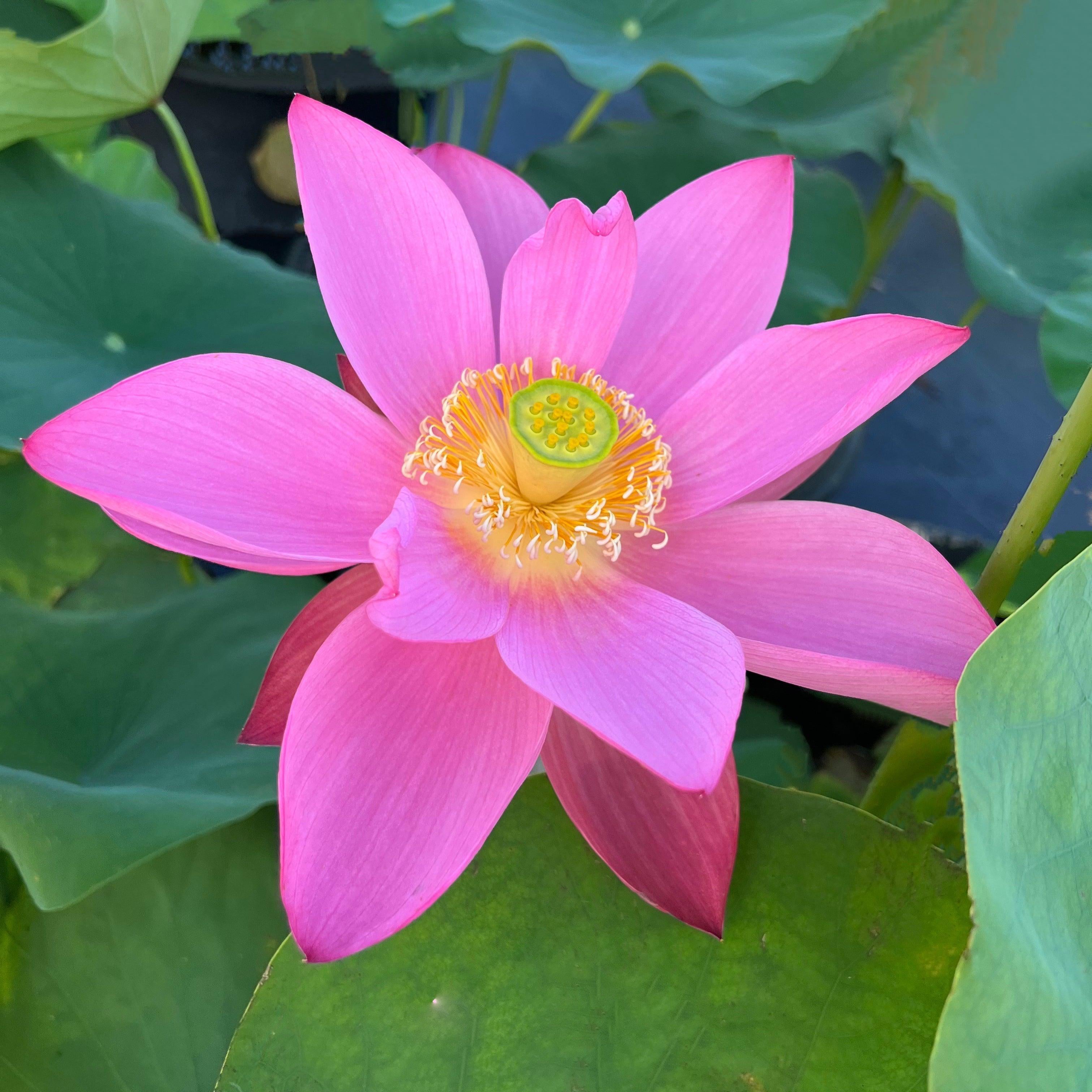 Heartthrob Lotus (Bare Root) - Play It Koi