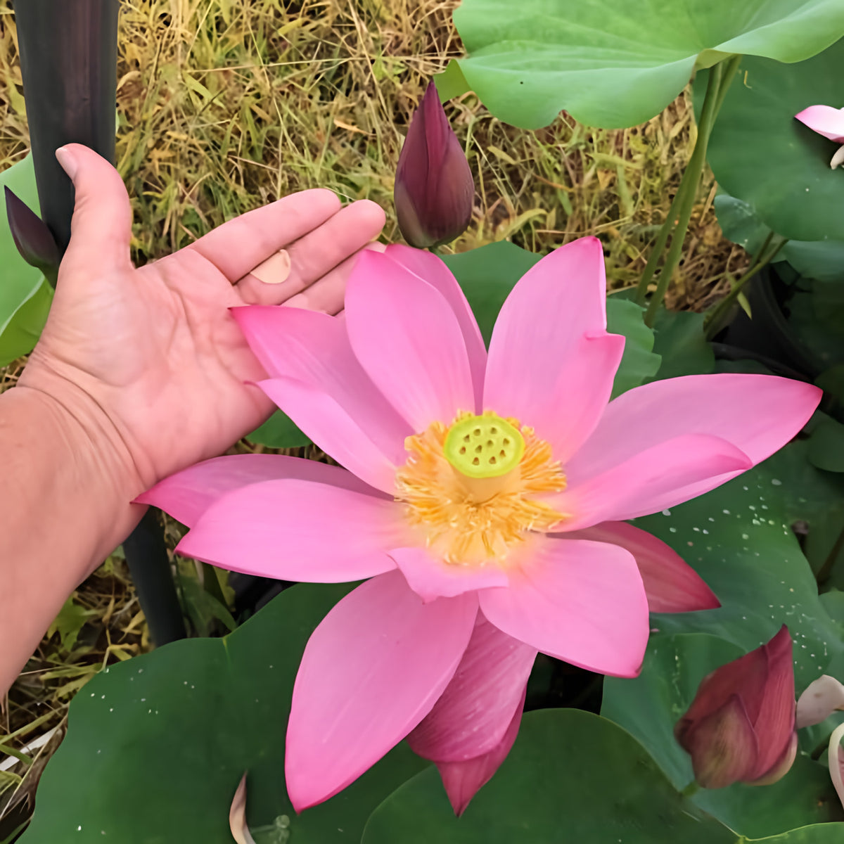 Heartthrob Lotus (Bare Root) - Play It Koi