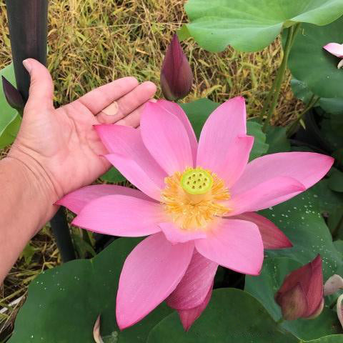 Heartthrob Lotus (Bare Root) - Play It Koi