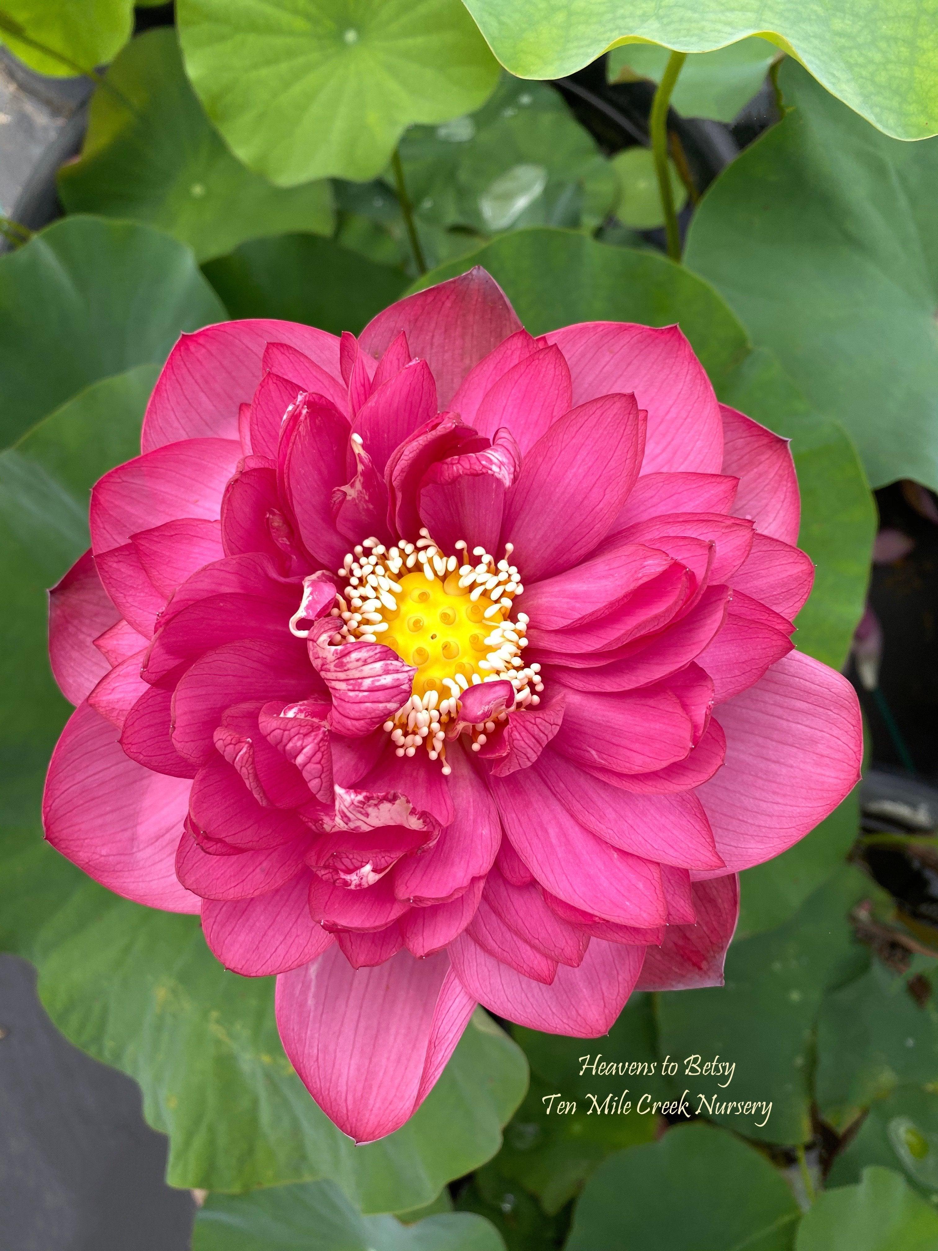 Heavens To Betsy - Sizzling Red Lotus (Bare Root) - Play It Koi