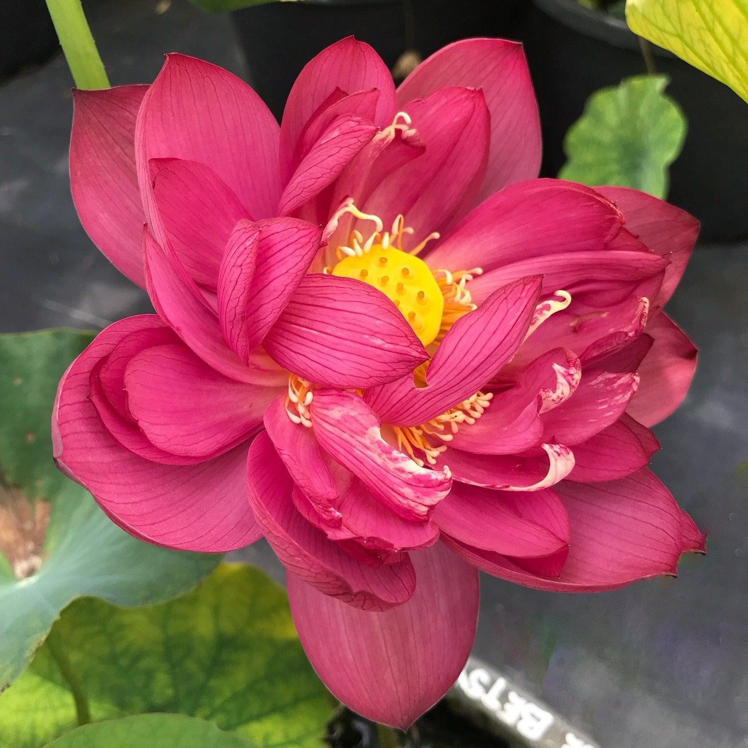 Heavens To Betsy - Sizzling Red Lotus (Bare Root) - Play It Koi