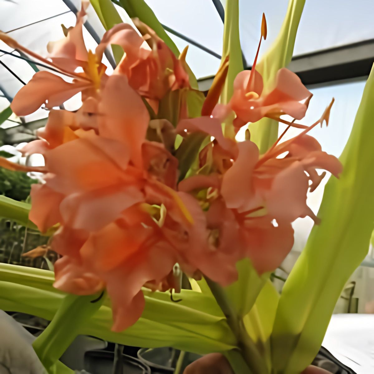Hedychium 'Elizabeth' Pink Butterfly Ginger (Bare Root) - Play It Koi