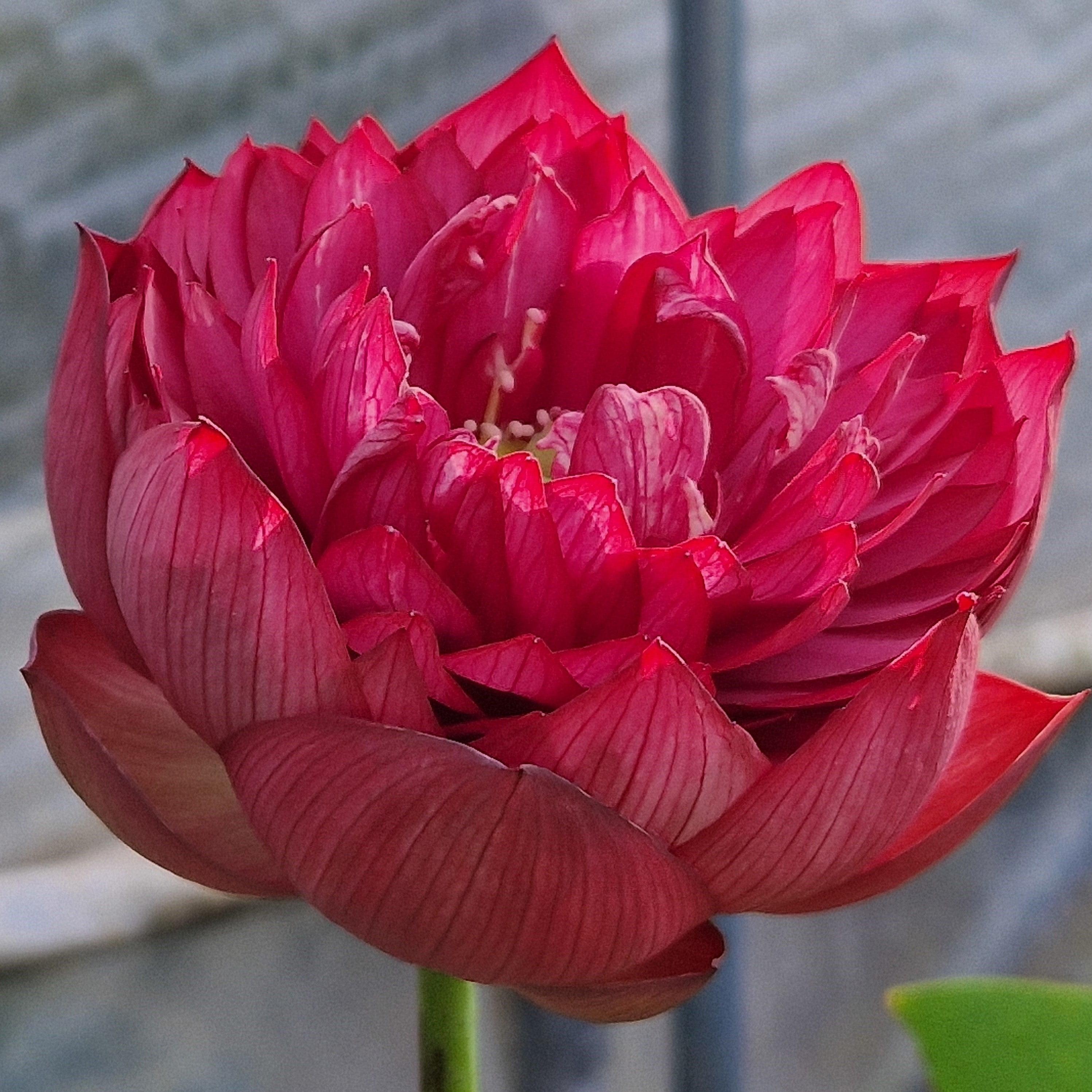 Hermosa Rose - Beautiful Rose Lotus (Bare Root) - Play It Koi