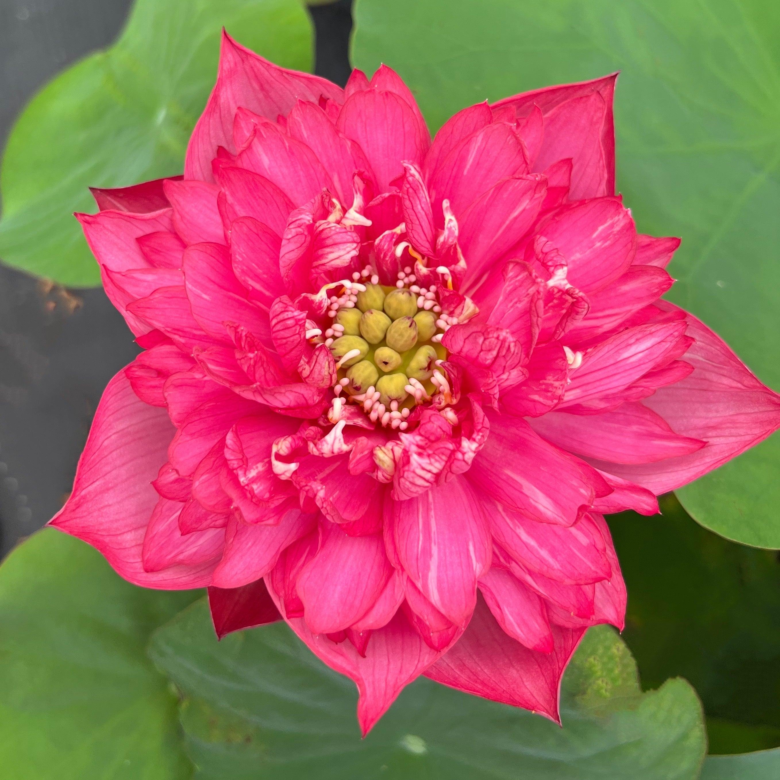 Hermosa Rose - Beautiful Rose Lotus (Bare Root) - Play It Koi