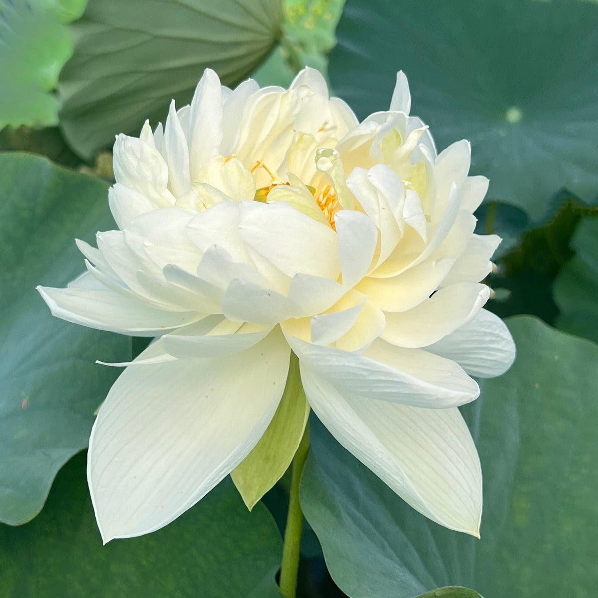 Nelumbo Nucifera 'High Cotton' Lotus (Bare Root)