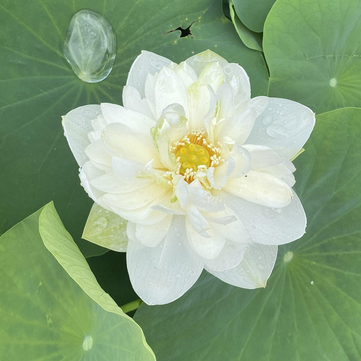 Nelumbo Nucifera Loto 'alto en algodón' (raíz desnuda)