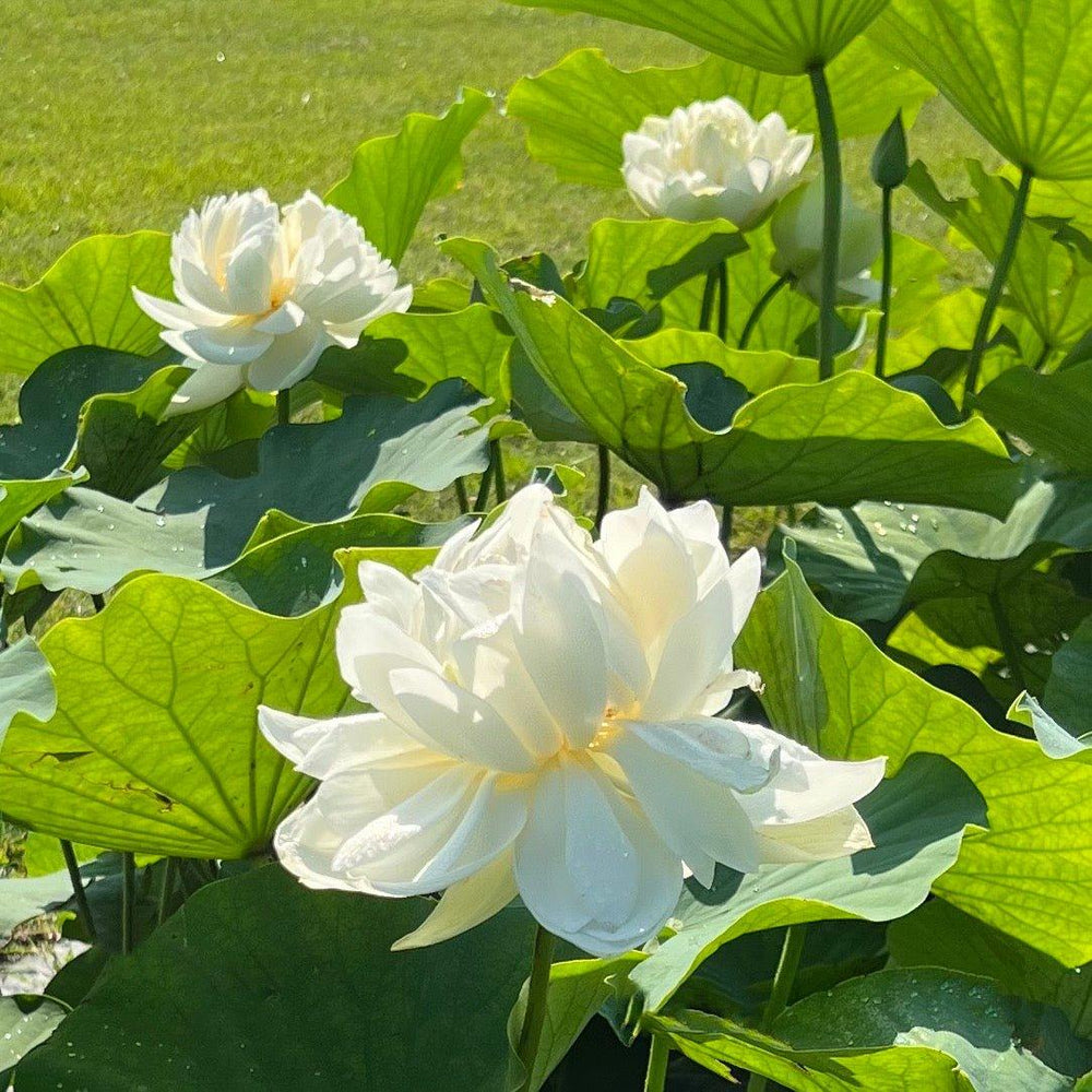 Nelumbo Nucifera Loto 'alto en algodón' (raíz desnuda)