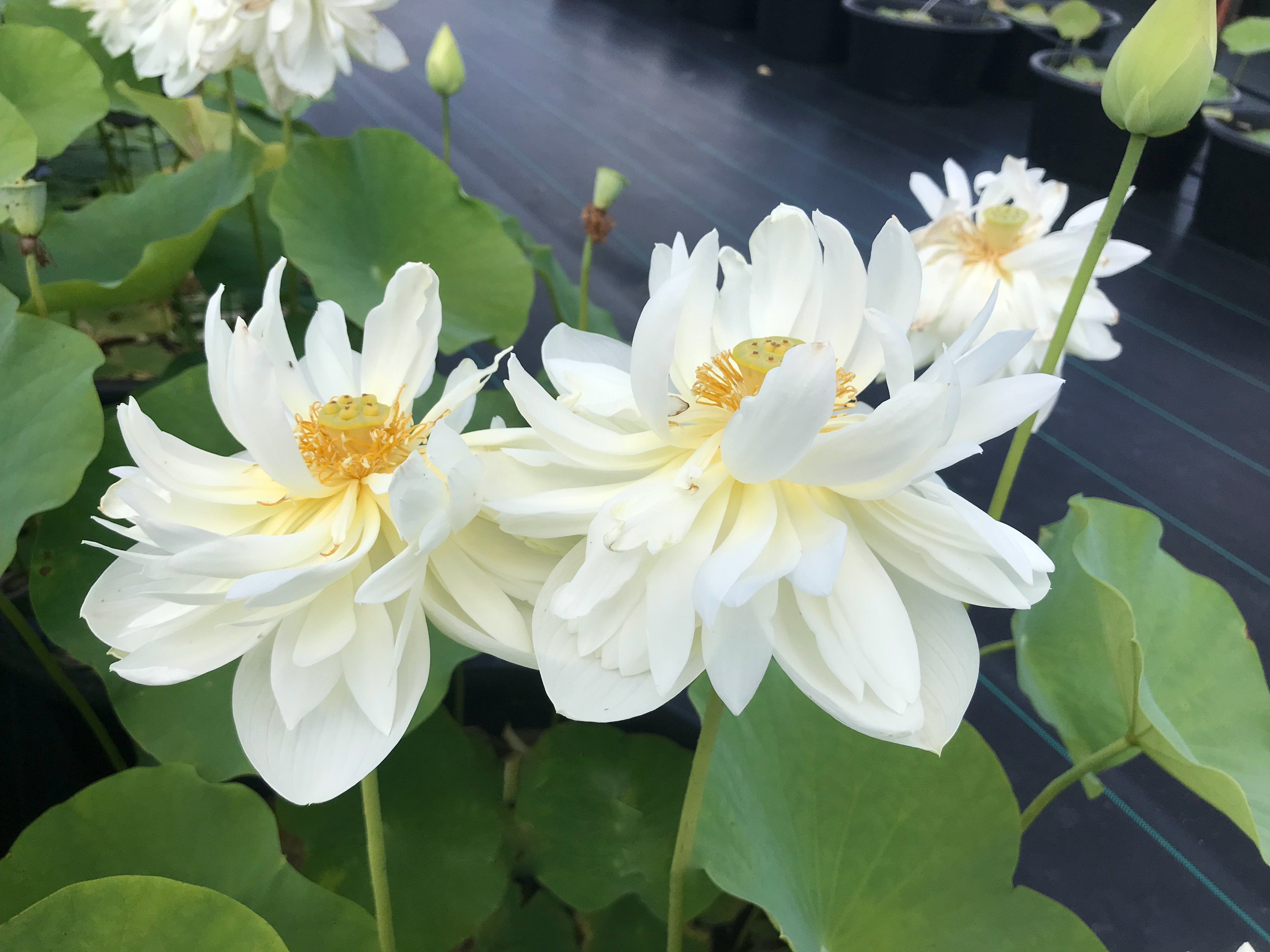 High Cotton Lotus (Bare Root)