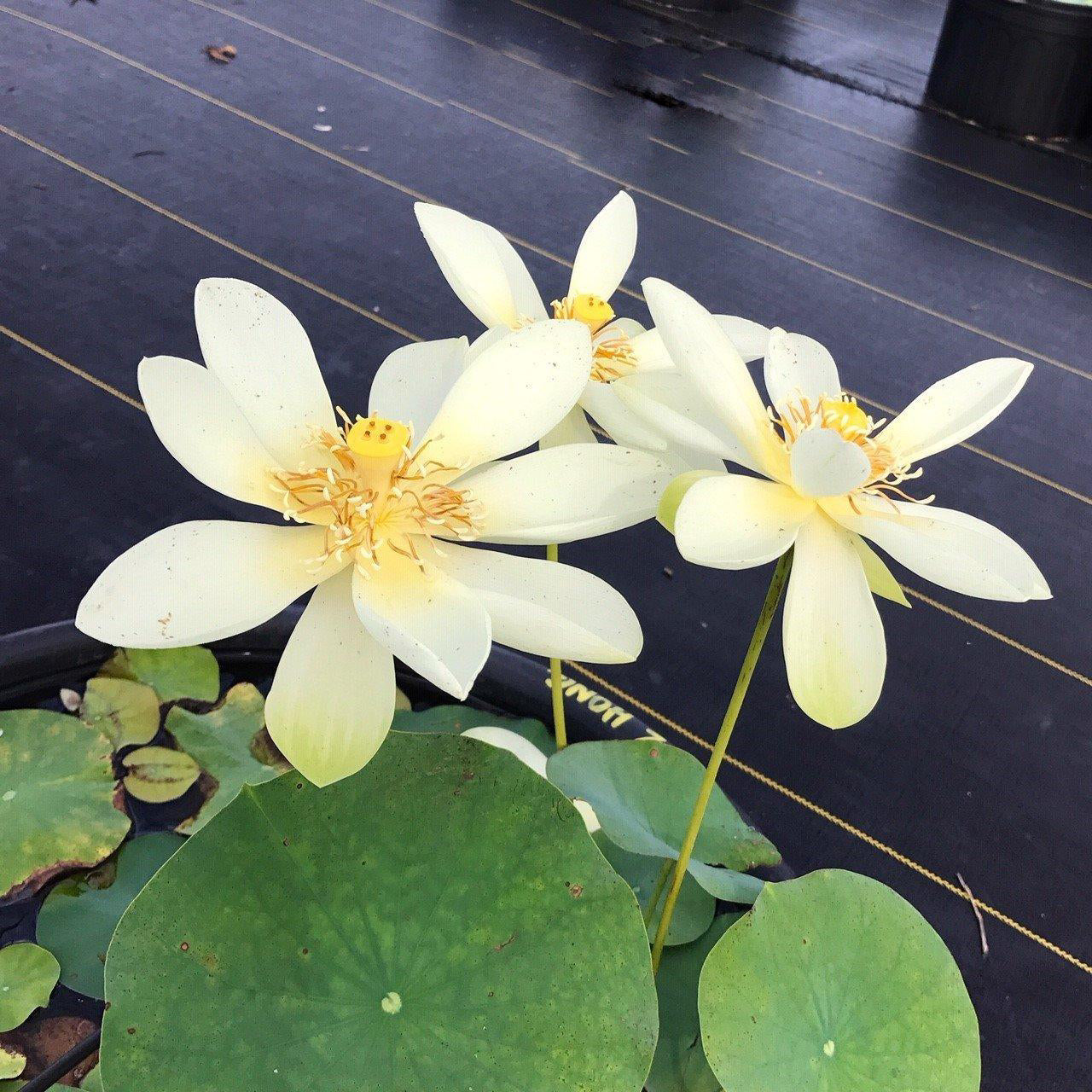 High Noon Lotus (Bare Root) - Play It Koi
