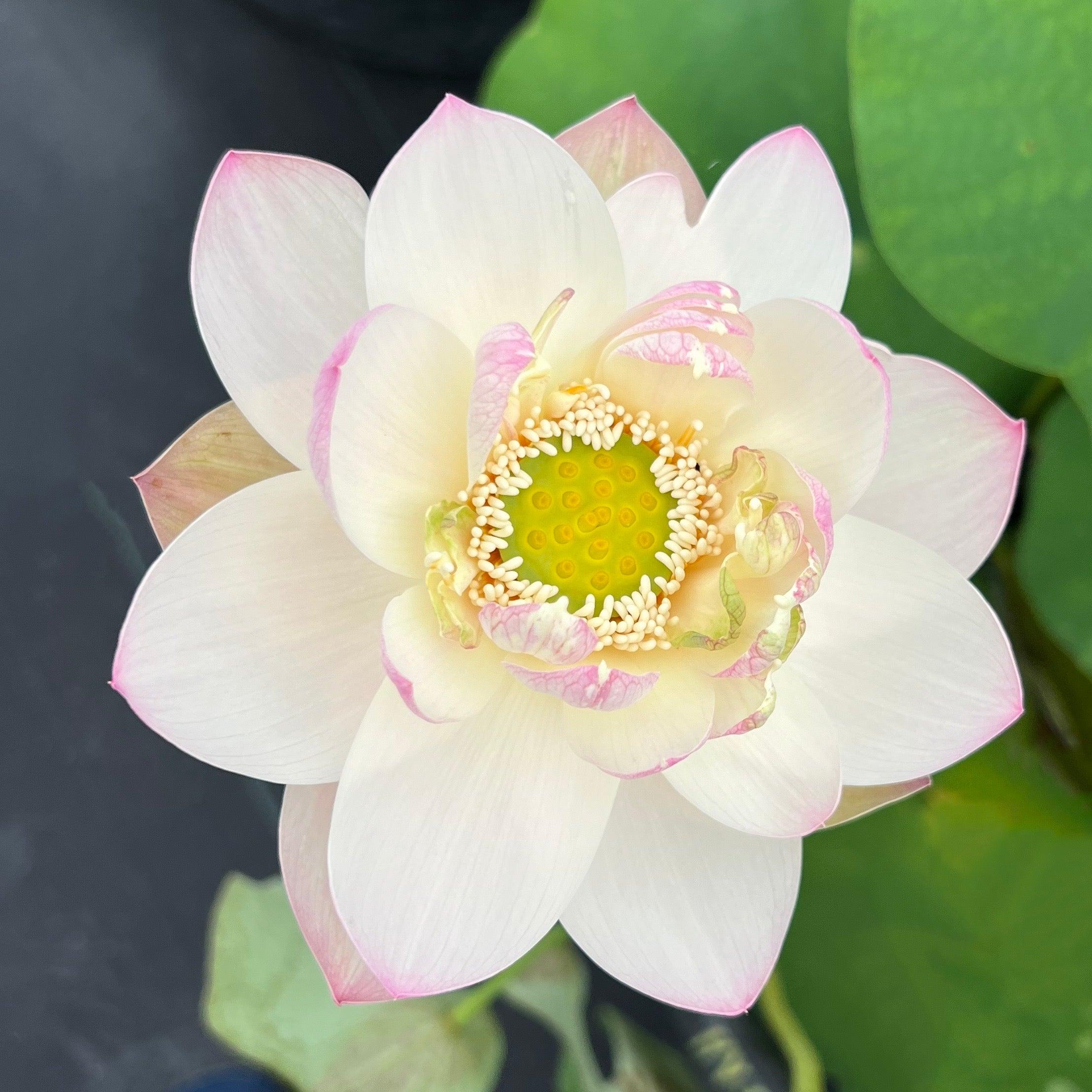 Highest Virtue Lotus (Bare Root) - Play It Koi