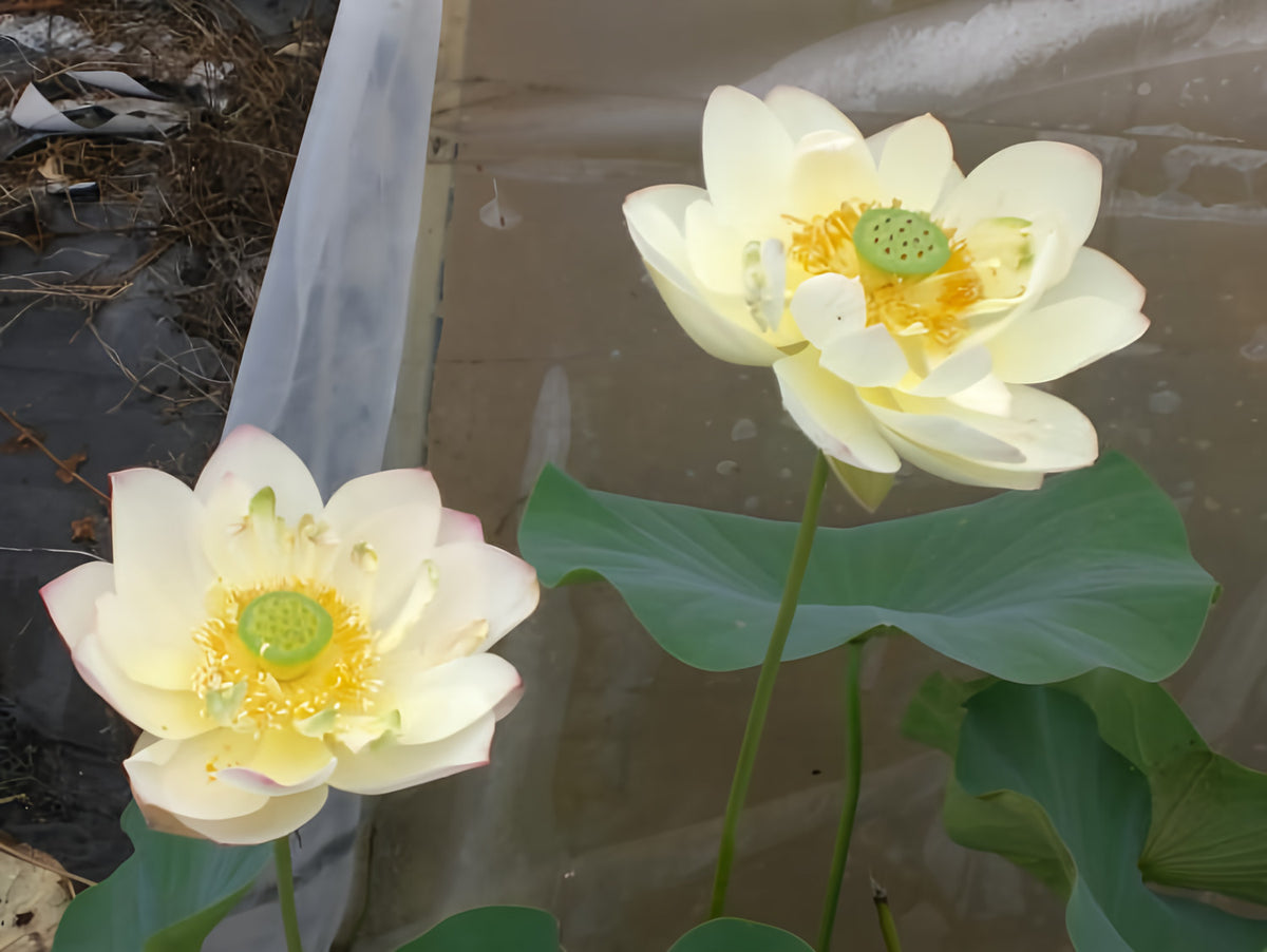 Highest Virtue Lotus (Bare Root) - Play It Koi