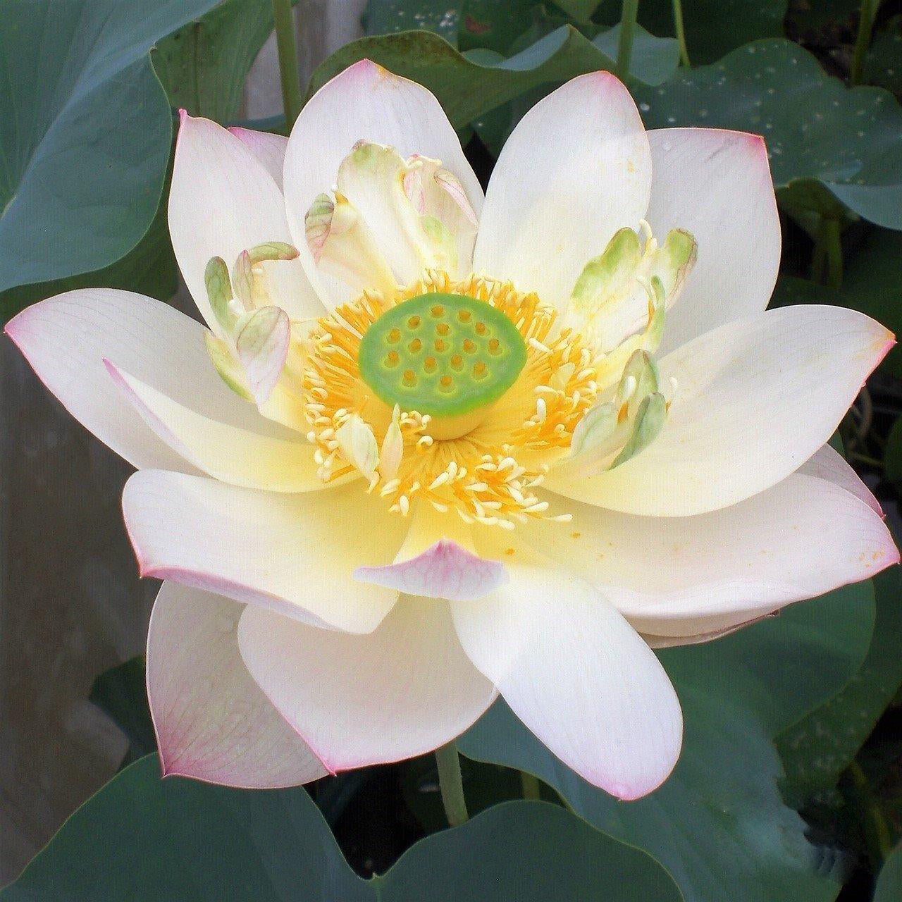 Highest Virtue Lotus (Bare Root) - Play It Koi