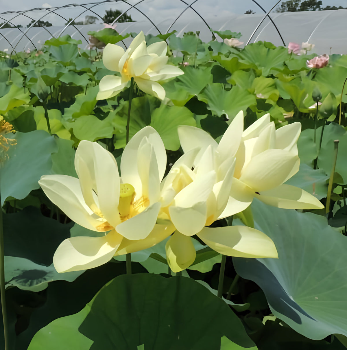 Hindu Sacred White Lotus (Bare Root) - Play It Koi