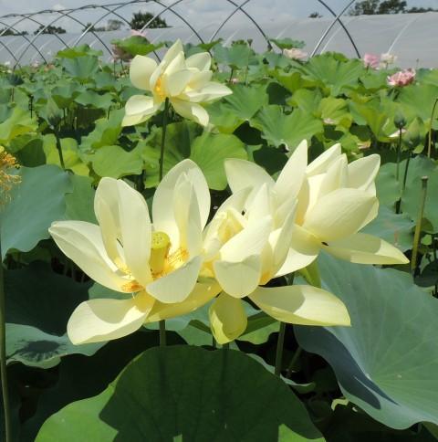 Hindu Sacred White Lotus (Bare Root) - Play It Koi