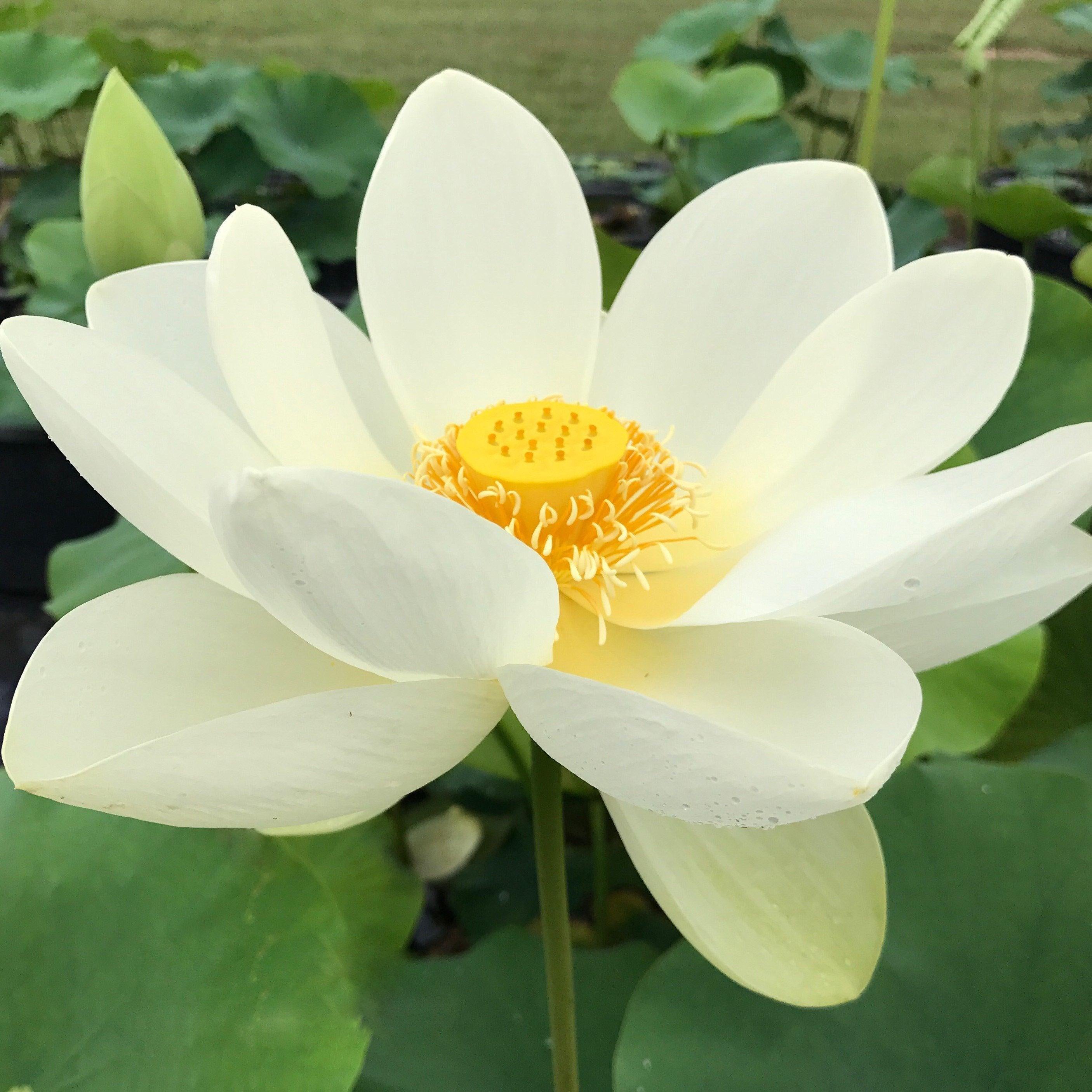 Hindu Sacred White Lotus (Bare Root) - Play It Koi