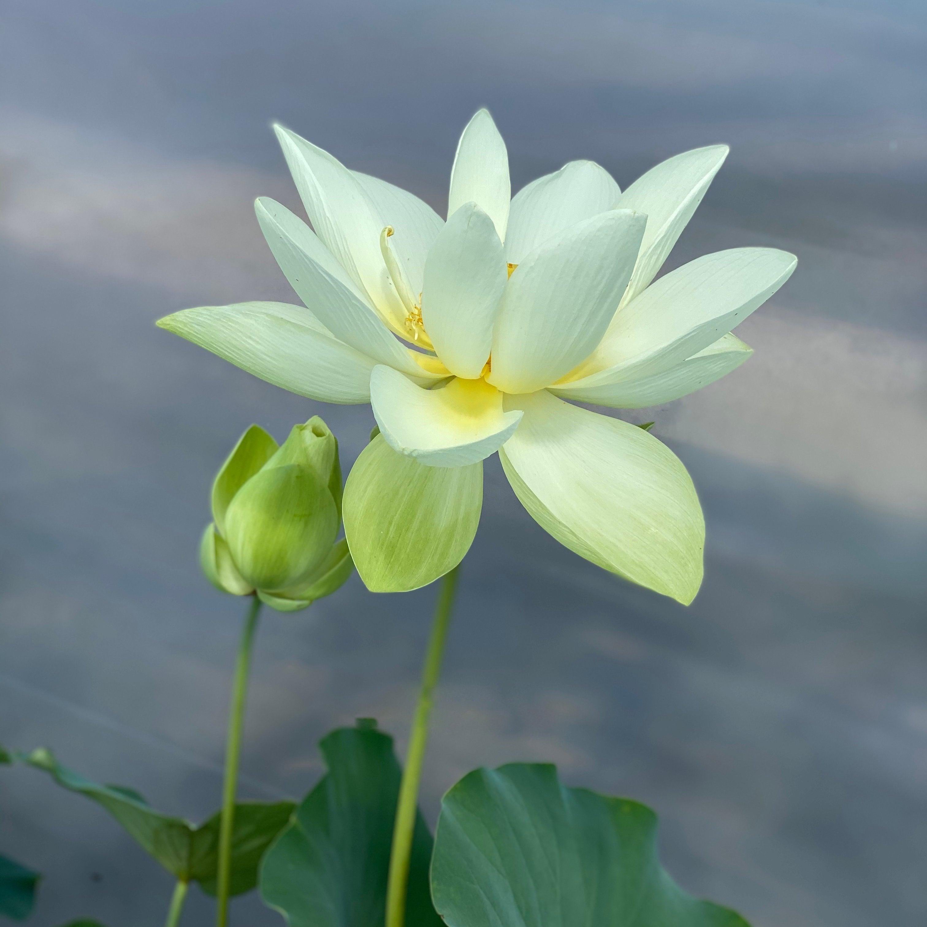 Hindu Sacred White Lotus (Bare Root) - Play It Koi