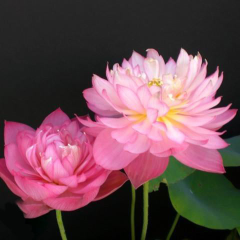 Holy Fire - Never Fails Lotus (Bare Root) - Play It Koi