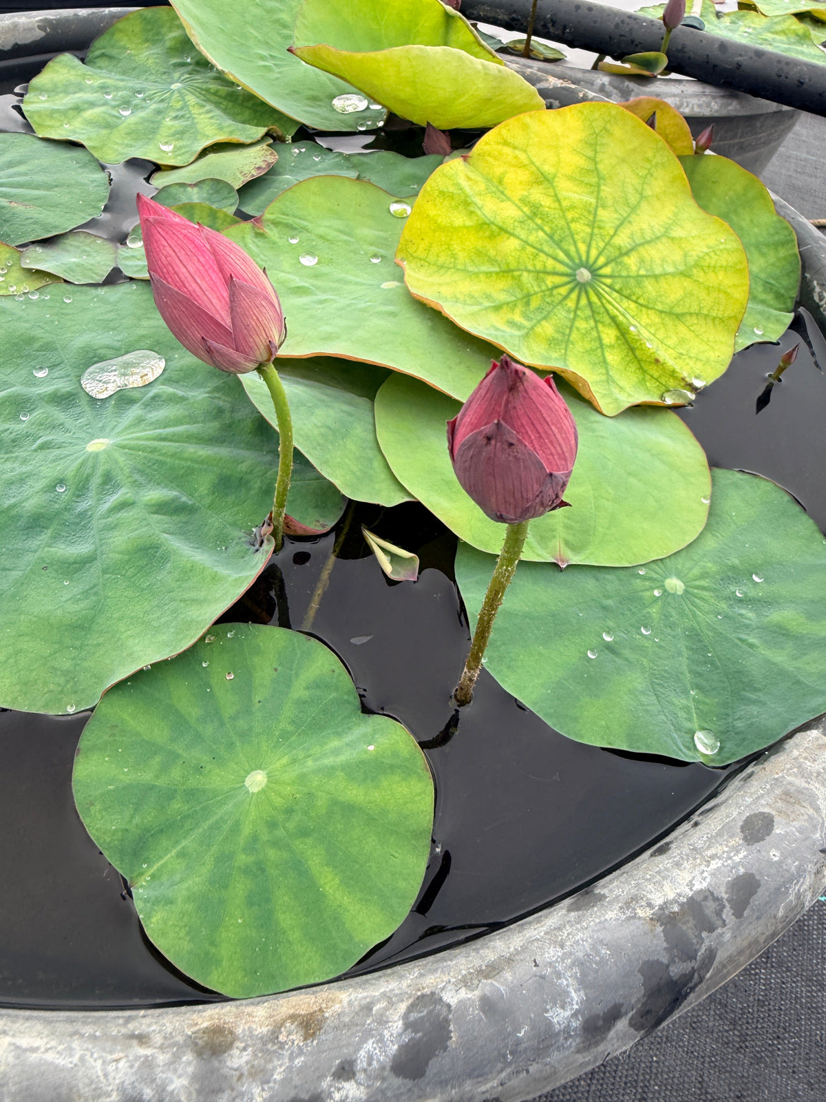 Hong Shou Lotus (Bare Root)