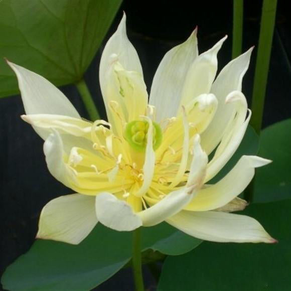 Hope - A Whimsical Little Lotus (Bare Root) - Play It Koi