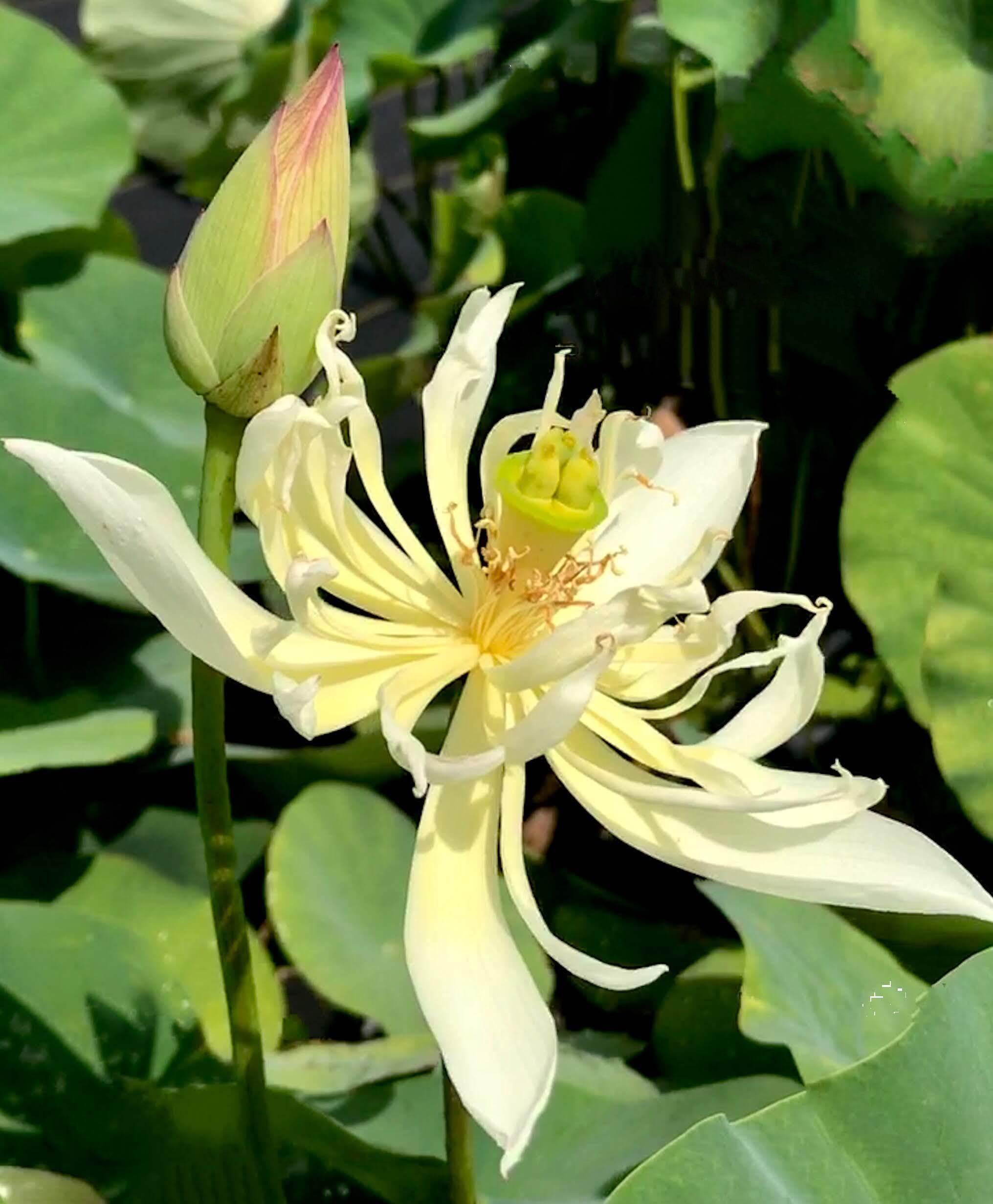 Hope - A Whimsical Little Lotus (Bare Root) - Play It Koi