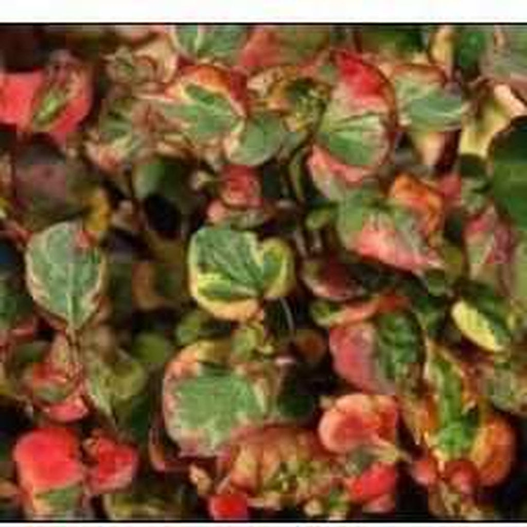 Houttuynia Cordata 'Variegata' - Chameleon Plant (Bare Root) - Play It Koi