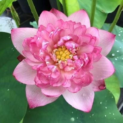 Hurricane - Beauty Blowing Through Lotus (Bare Root) - Play It Koi