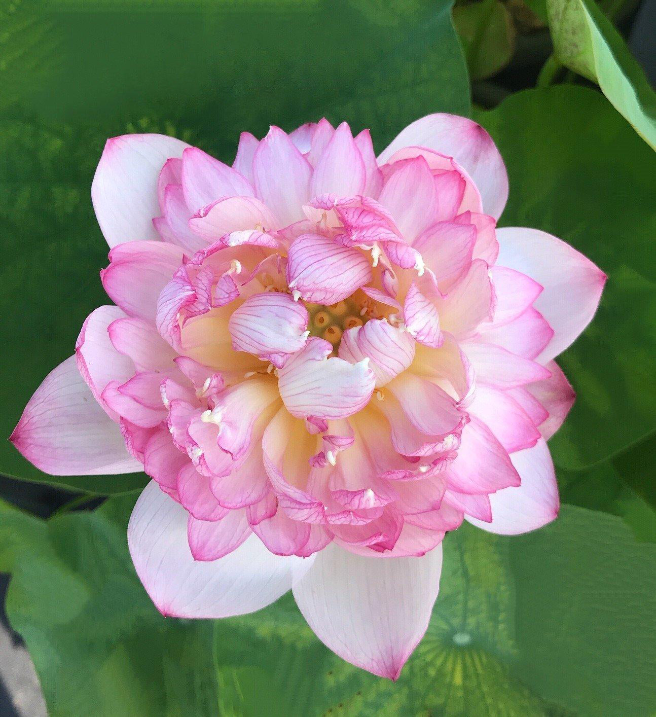 Hurricane - Beauty Blowing Through Lotus (Bare Root) - Play It Koi