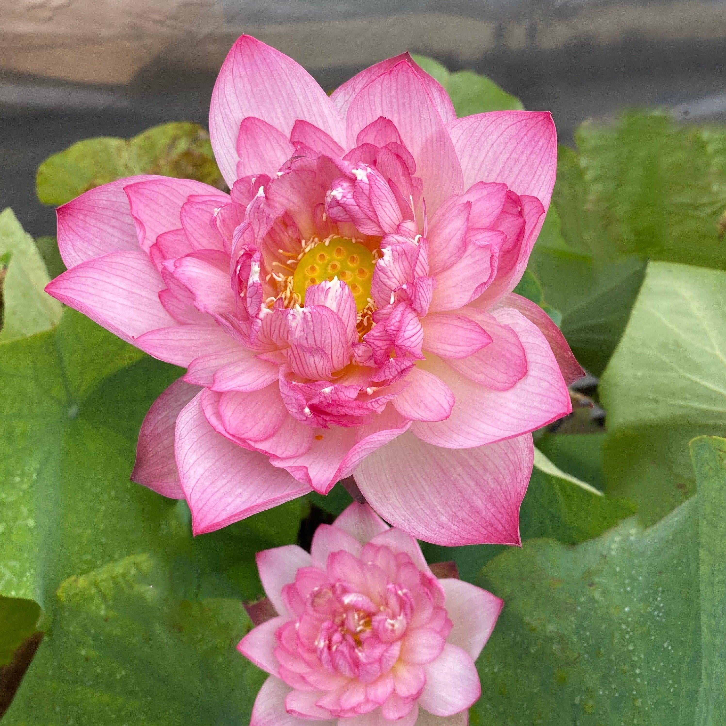 Hurricane - Beauty Blowing Through Lotus (Bare Root) - Play It Koi