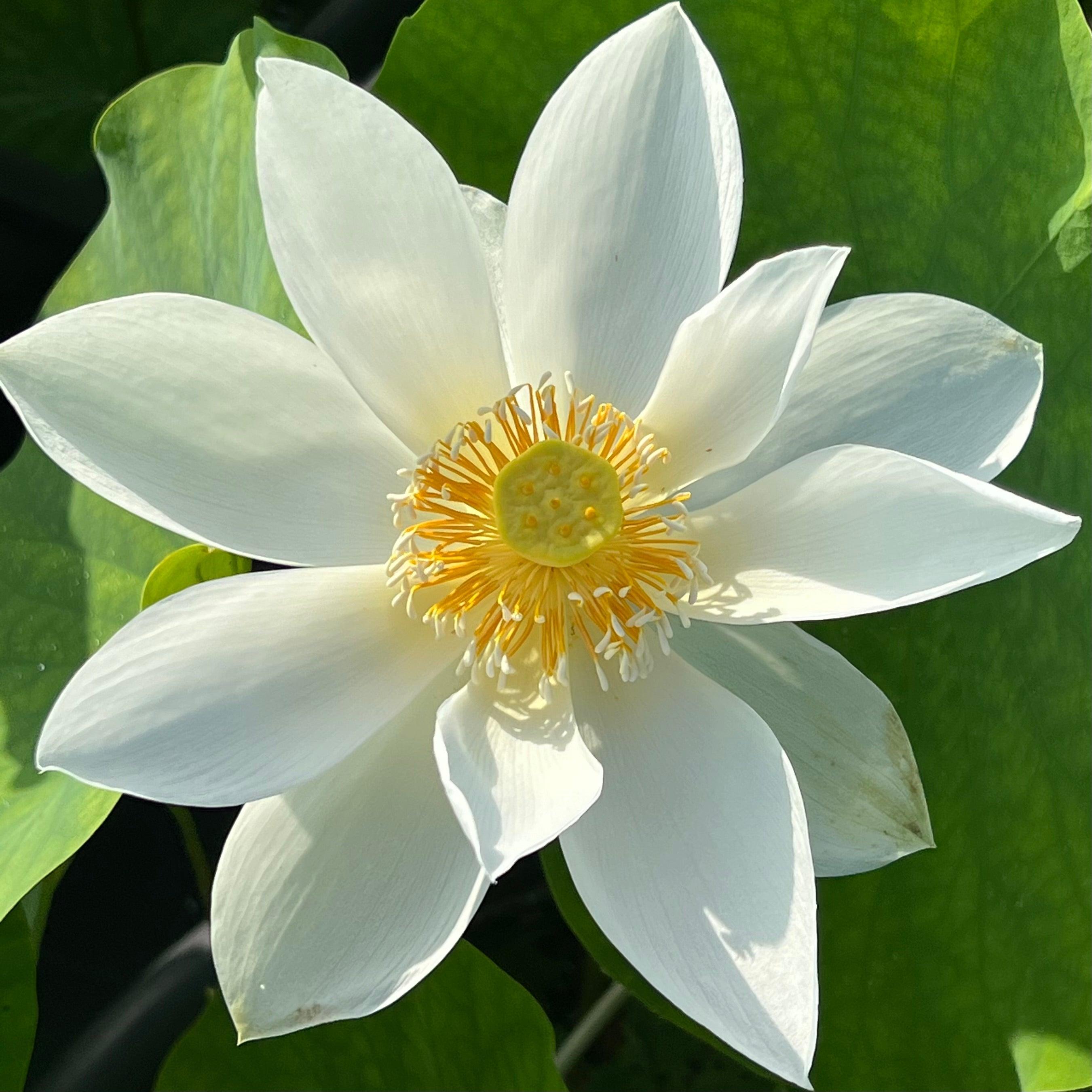 Immaculate - Lovely Pure White Lotus (Bare Root) - Play It Koi