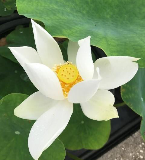 Immaculate - Lovely Pure White Lotus (Bare Root) - Play It Koi