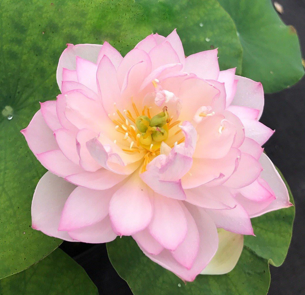 Imperial Concubine Out Of Bath Lotus (Bare Root) - Play It Koi