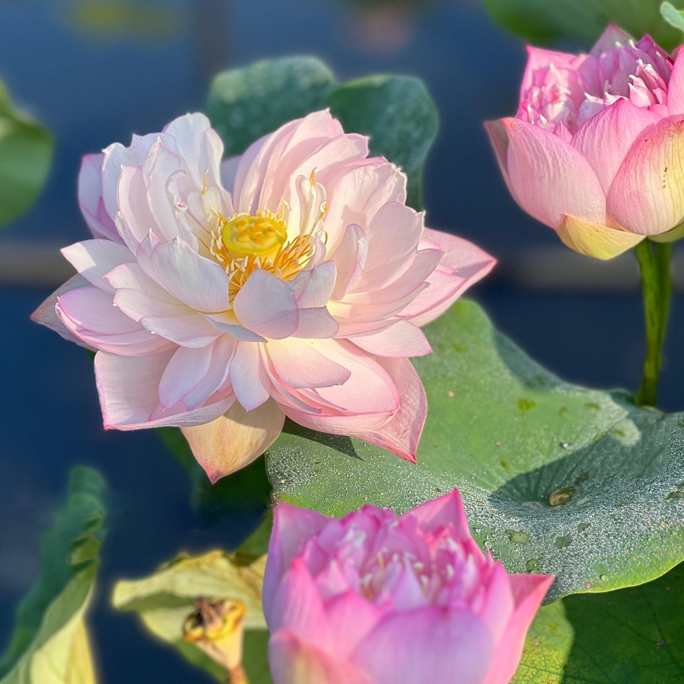Imperial Concubine Out Of Bath Lotus (Bare Root) - Play It Koi