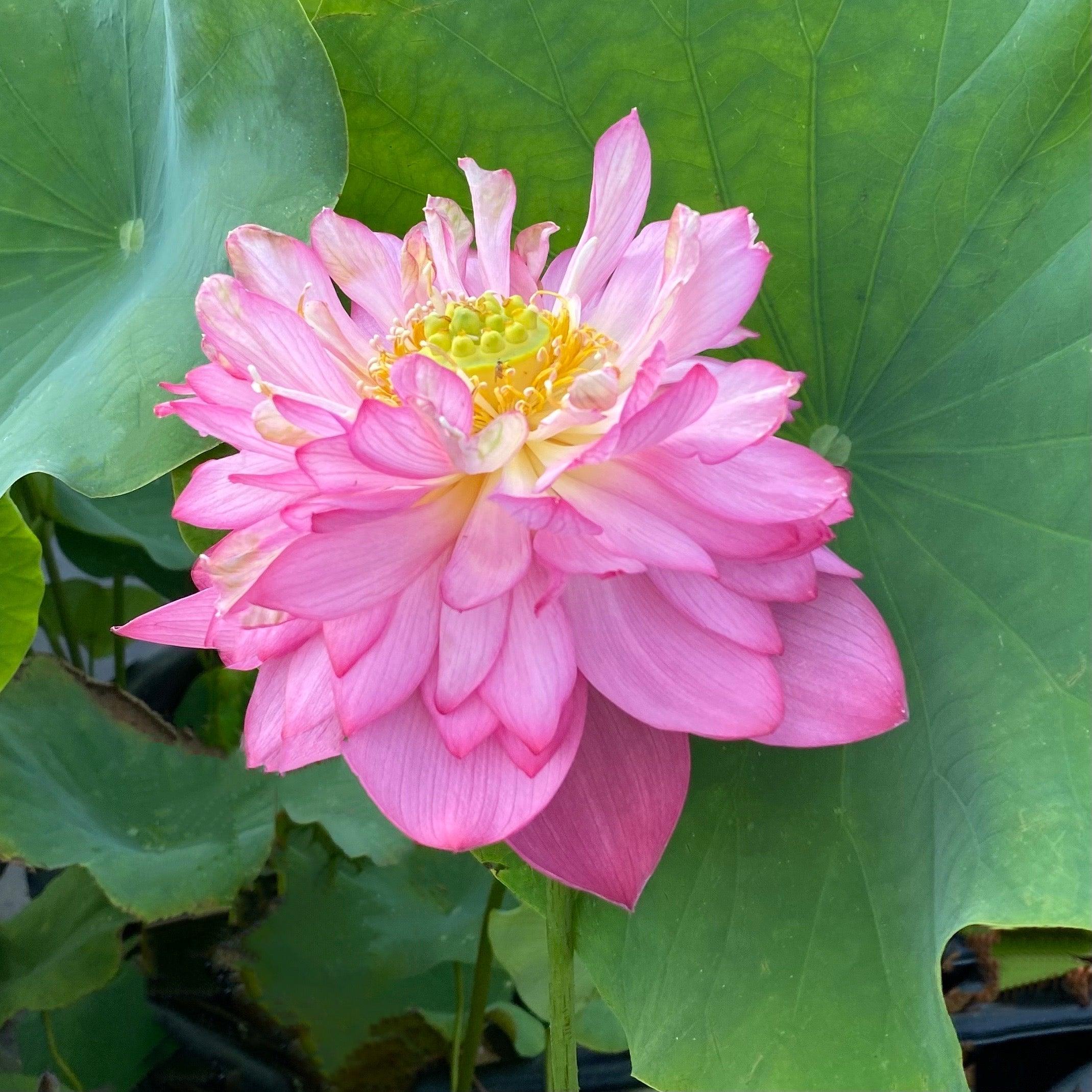 India's Double Beauty Lotus (Bare Root) - Play It Koi