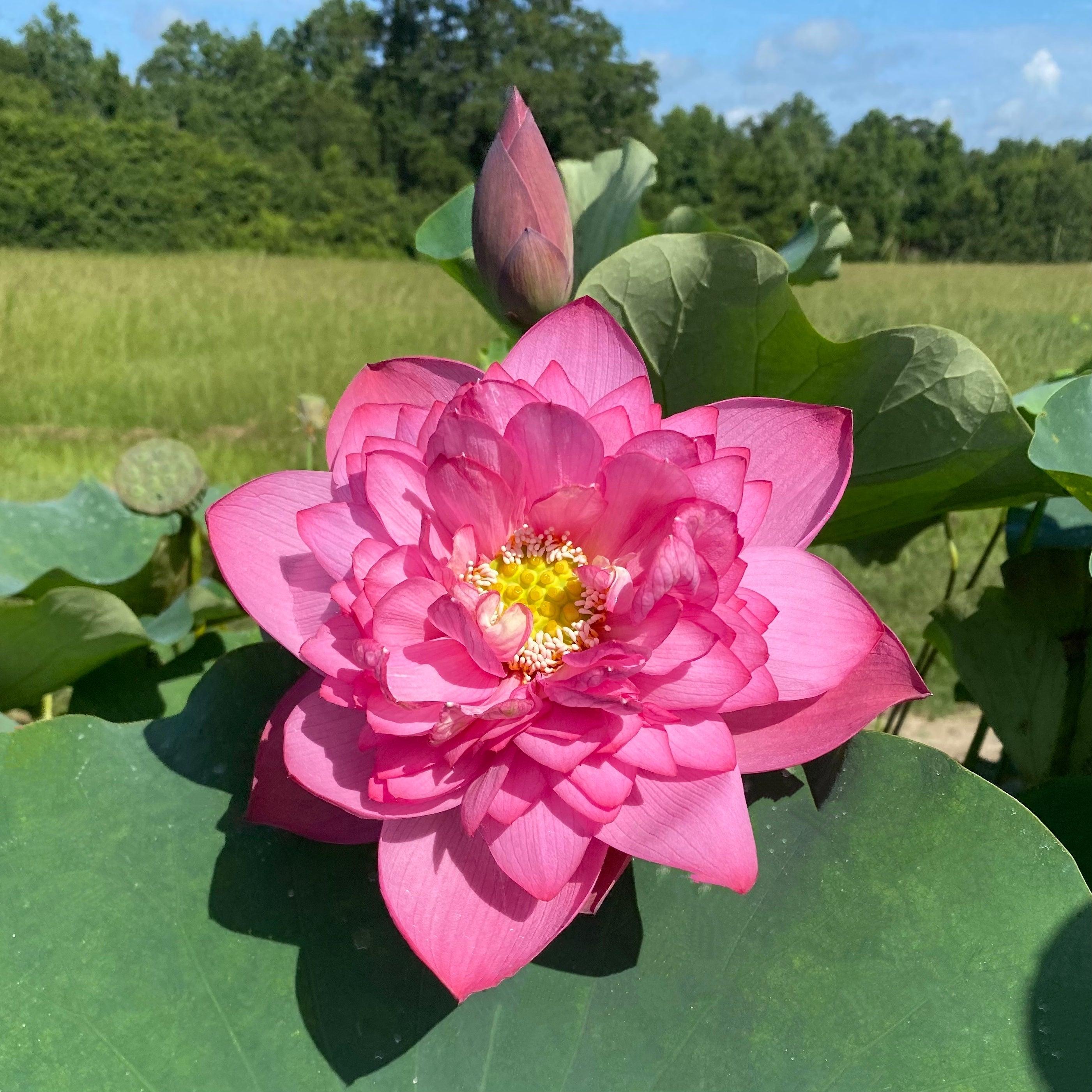 India's Double Beauty Lotus (Bare Root) - Play It Koi
