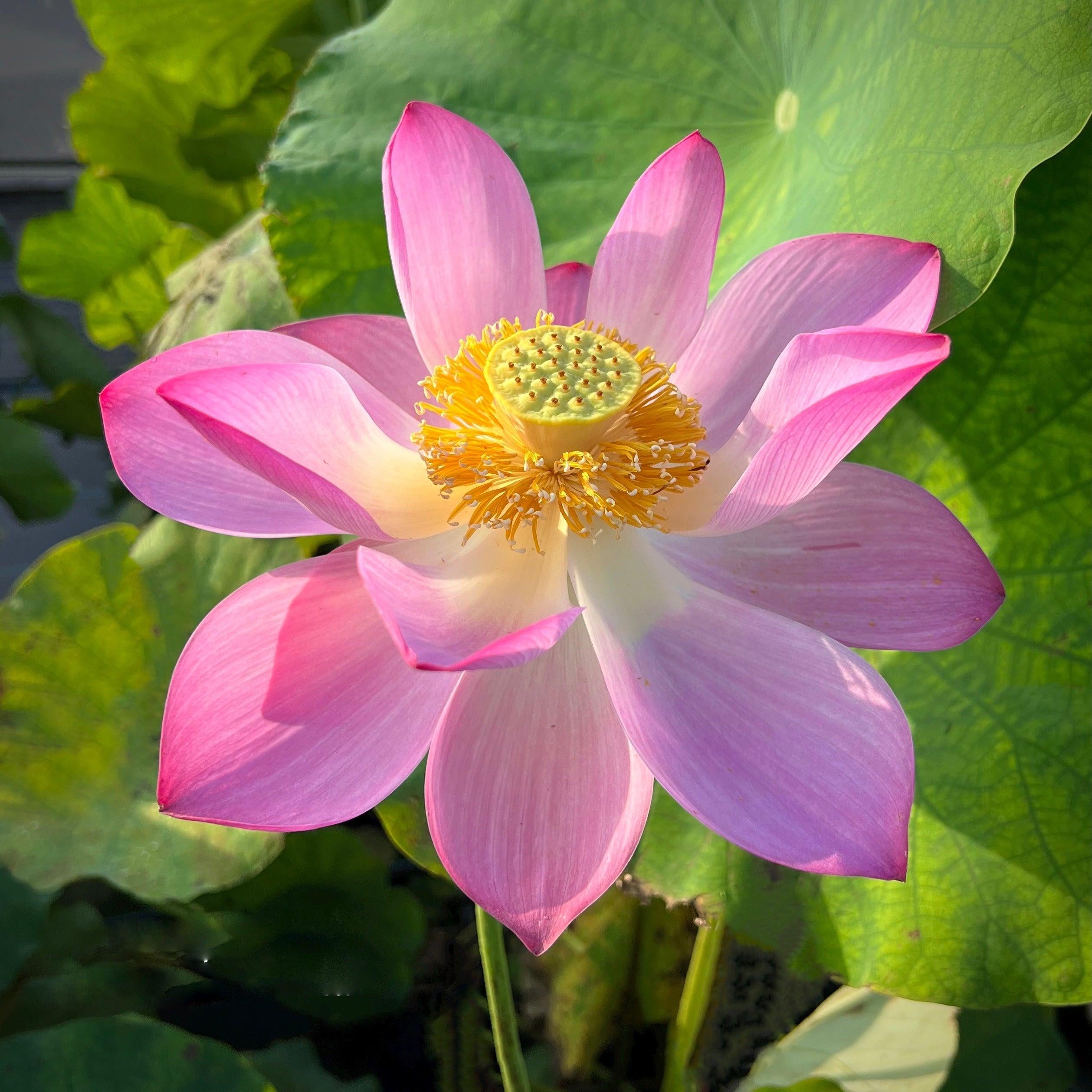 Inspiration Lotus (Bare Root) - Play It Koi