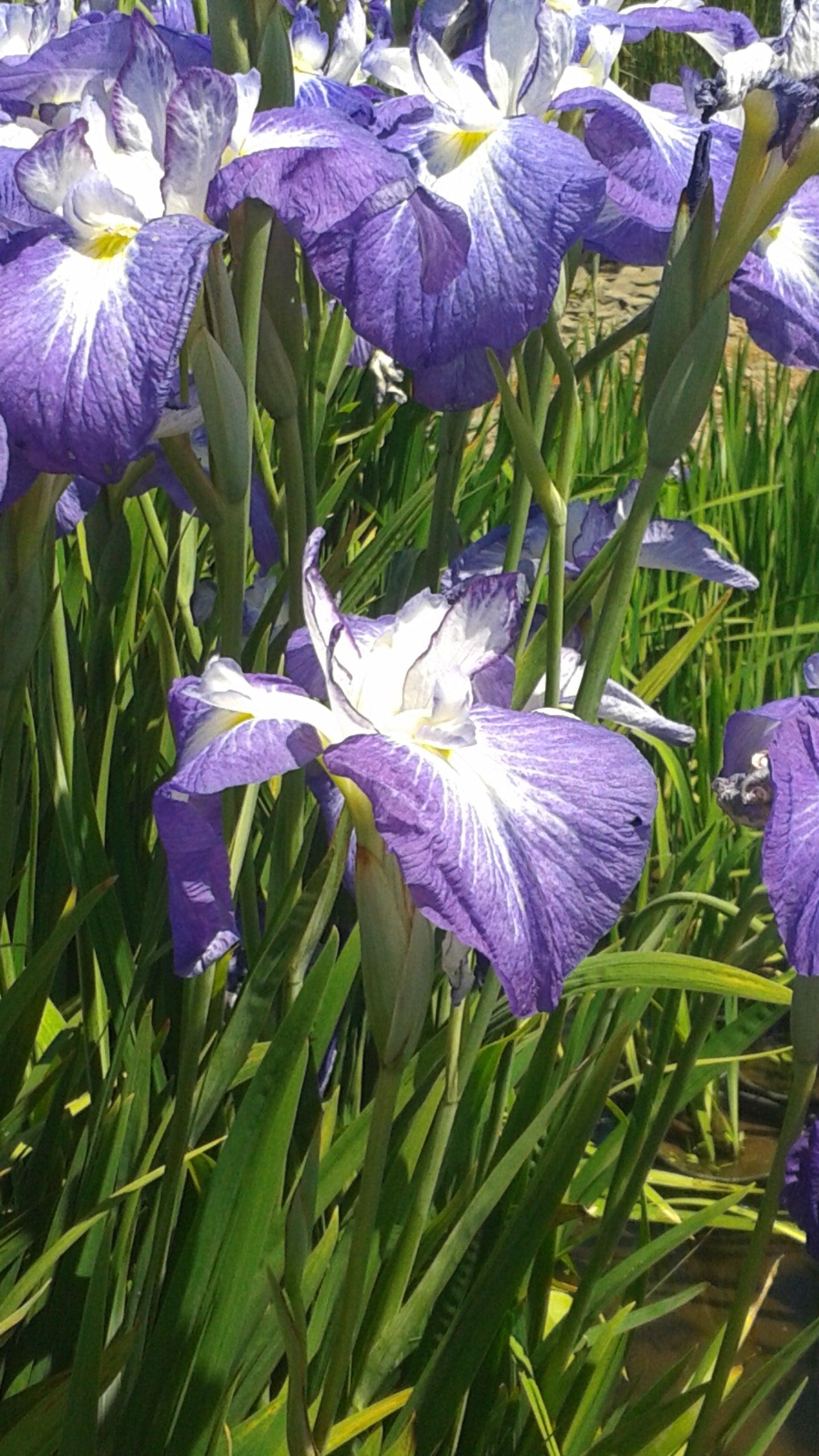 Iris Ensata 'Violet Purple' (Bare Root) - Play It Koi
