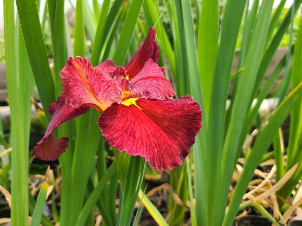 Iris Louisiana 'Ann Chowing' (Bare Root) - Play It Koi