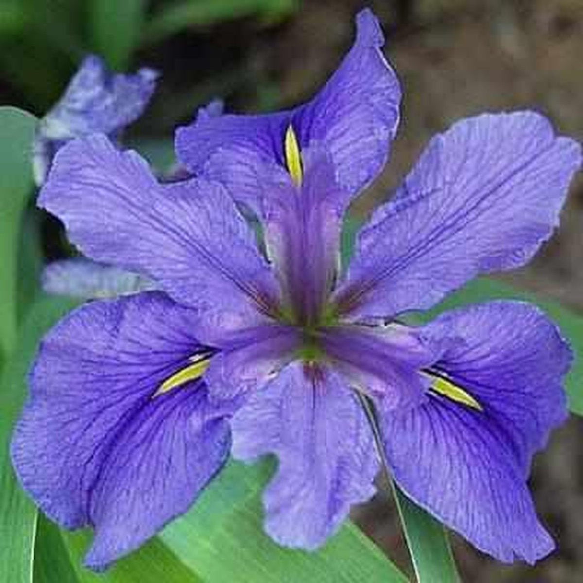 Iris Louisiana 'Clyde Redmond' (Bare Root) - Play It Koi